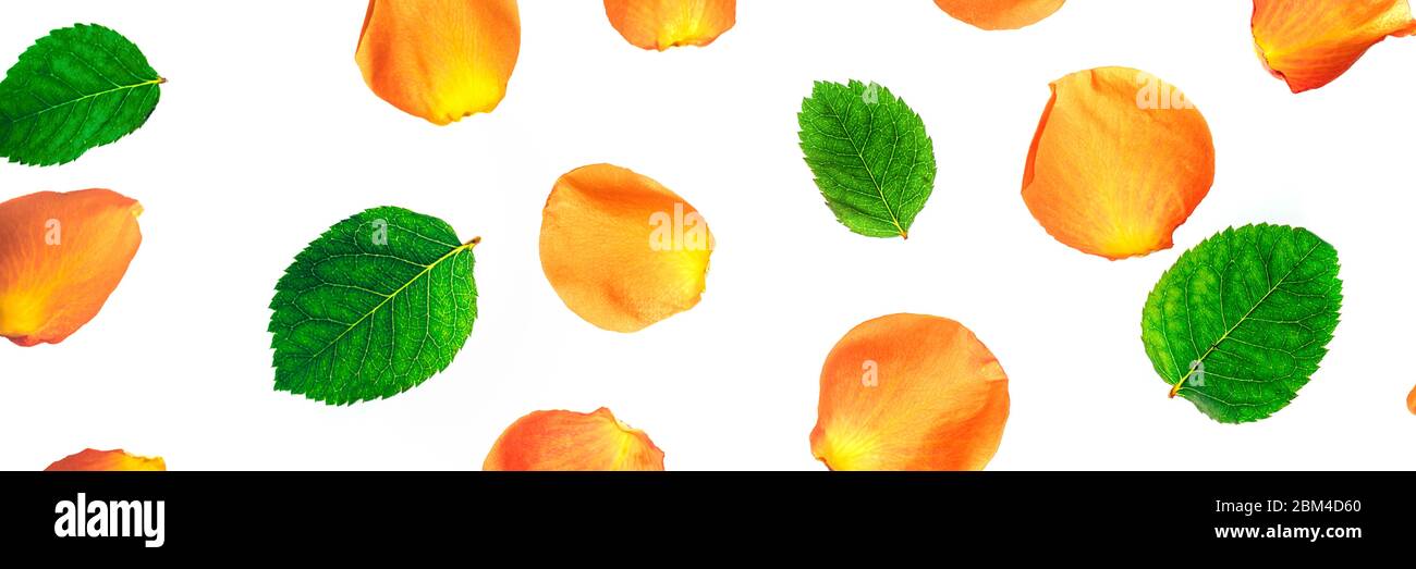 Modello di rose arancioni gialle, petali e foglie su sfondo bianco, banner orisontale, vista dall'alto. Foto Stock