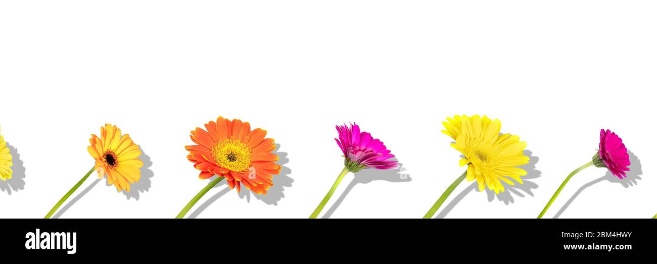 Composizione floreale con diversi colori fiori gerbera con ombra su sfondo bianco. Ripetizione di posa piatta, vista dall'alto. Foto Stock