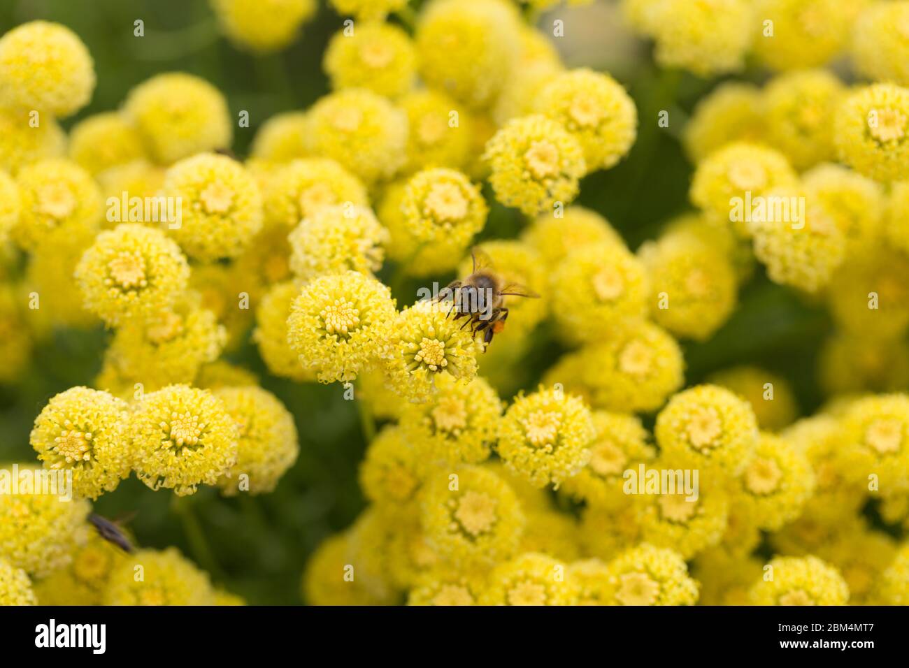 Primo piano / macro di teste di fioritura Hybride Santolina gialle. Al centro della foto un'ape. I fiori di santolina appartengono alla famiglia dei girasoli. Foto Stock