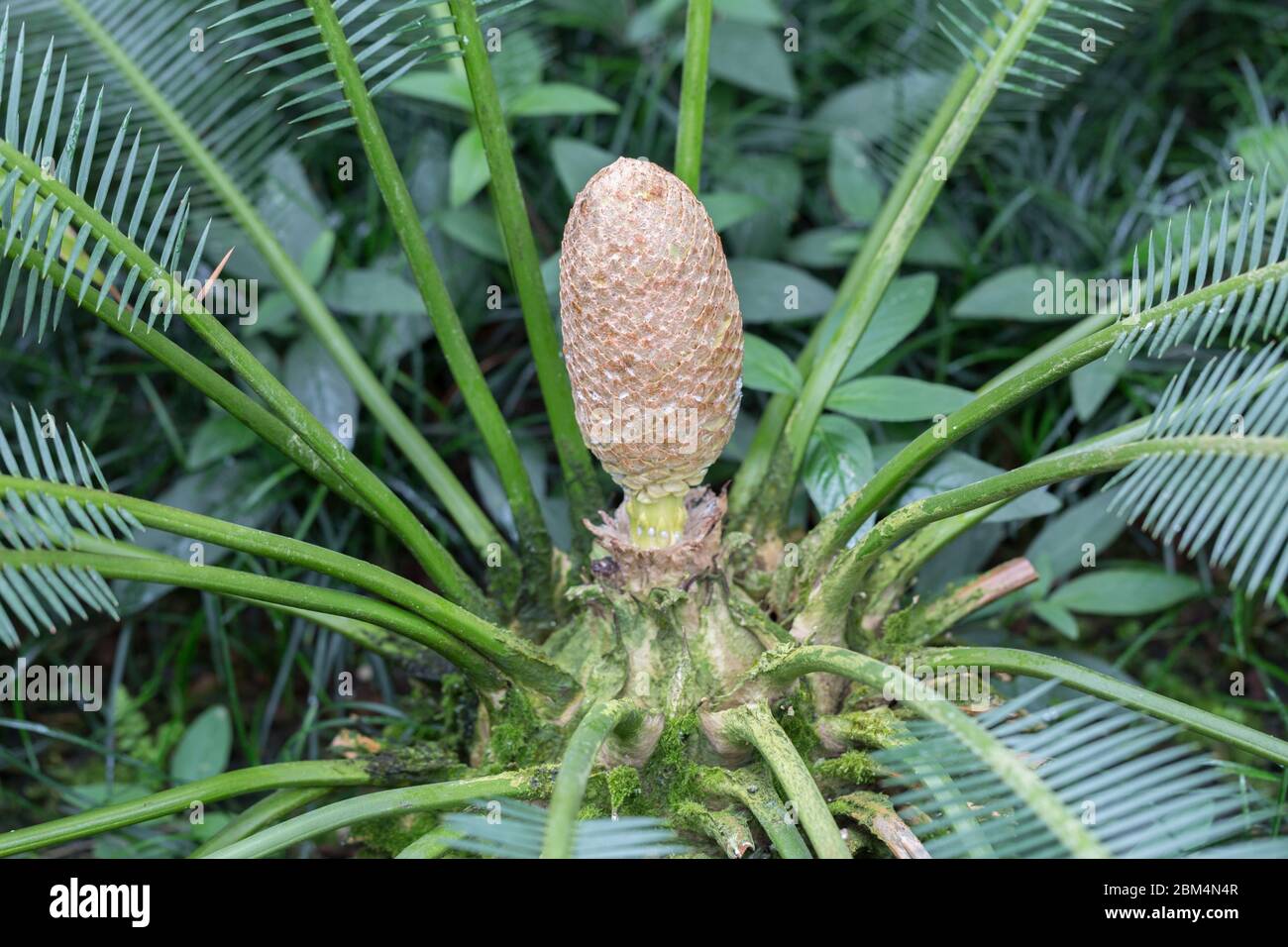 Vista sul cono di un Dion Purpusii (albero di cycad). Appartenenti all'ordine dei Cicadali. Prende il nome dal botanico Carl Albert Purpus. Foto Stock