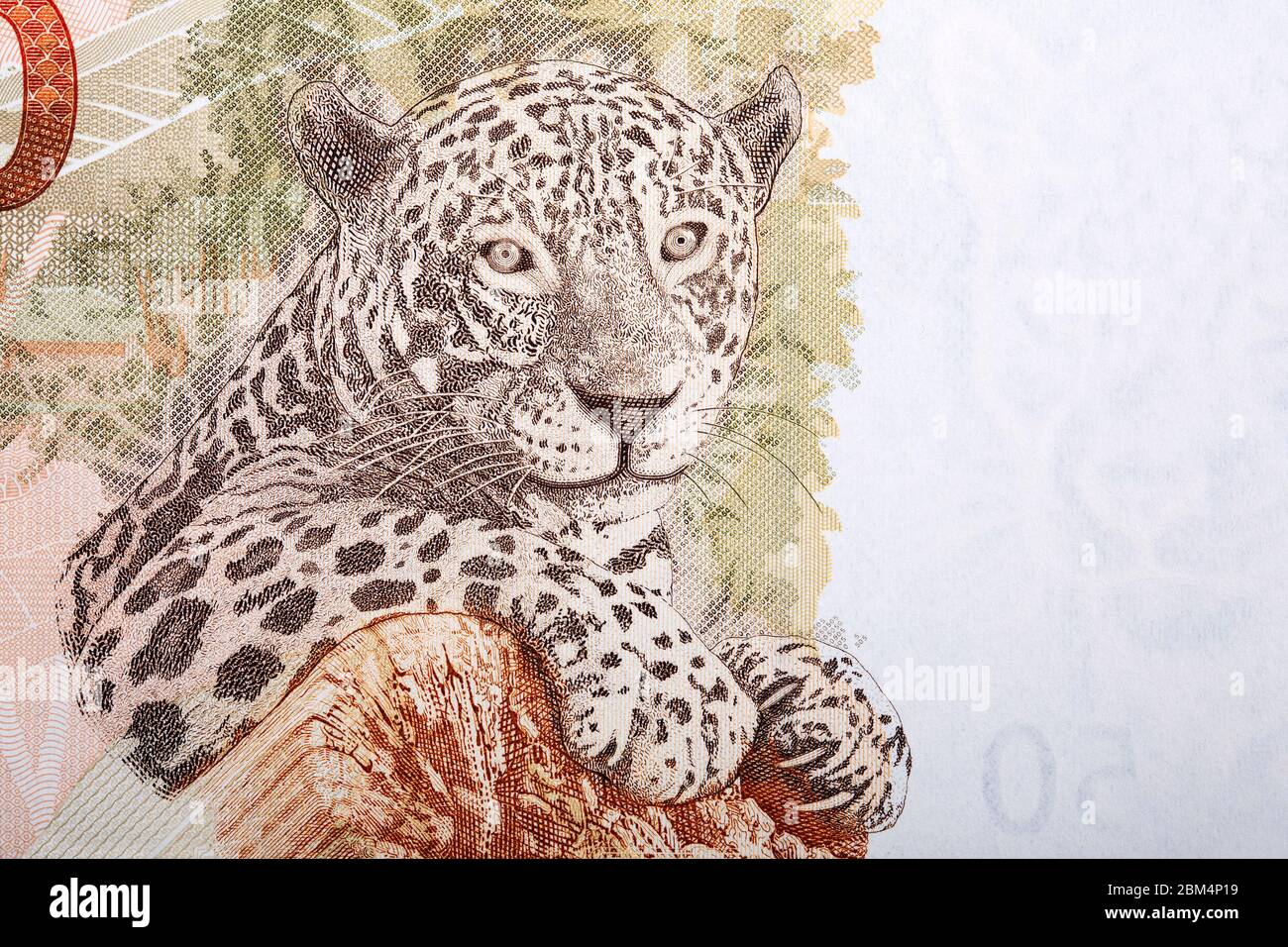Jaguar un ritratto dal denaro brasiliano Foto Stock