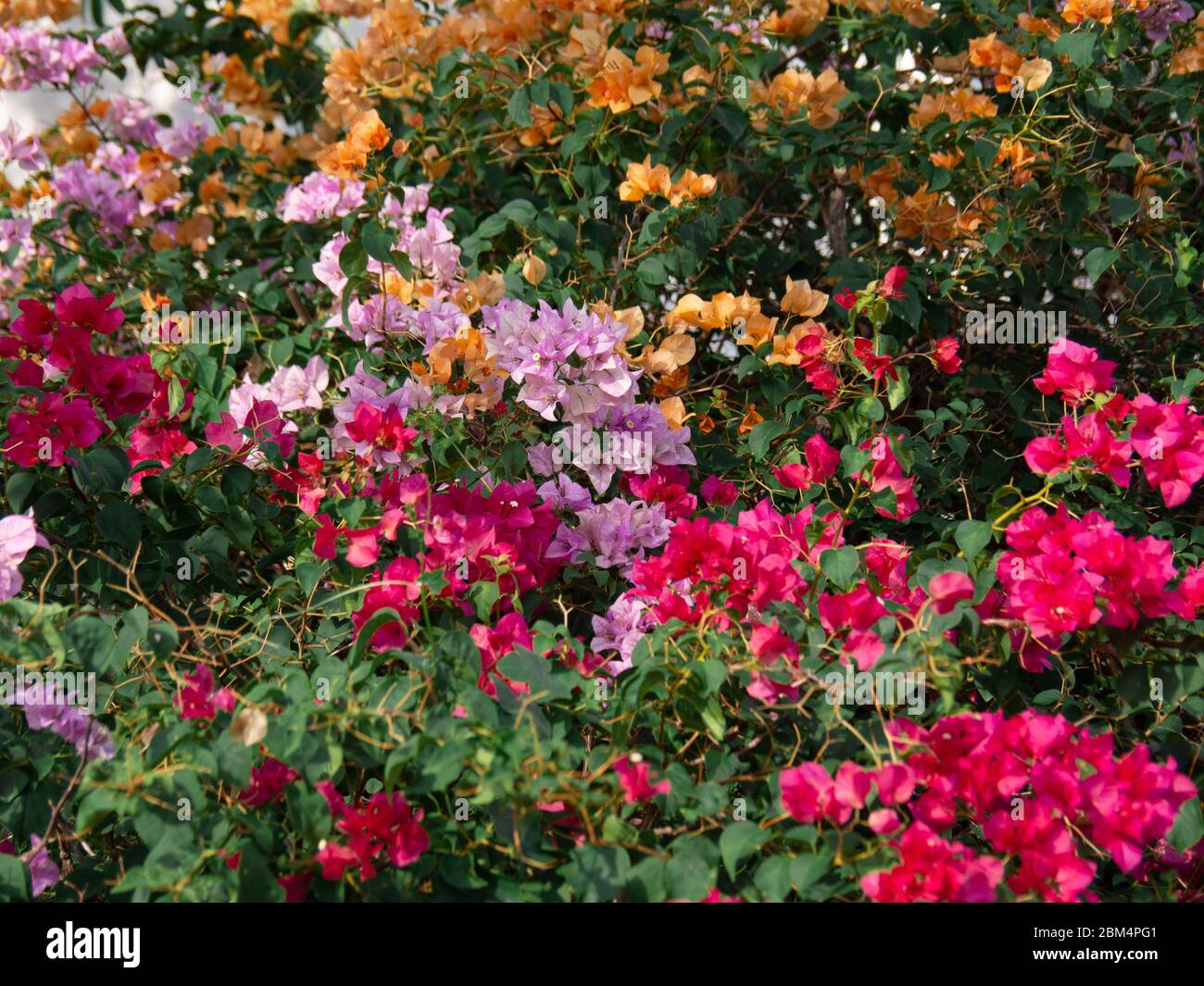 Molti fiori di bougainvillea, sfondo della natura, Bougainvillea è un vitigno ornamentale spinoso Foto Stock