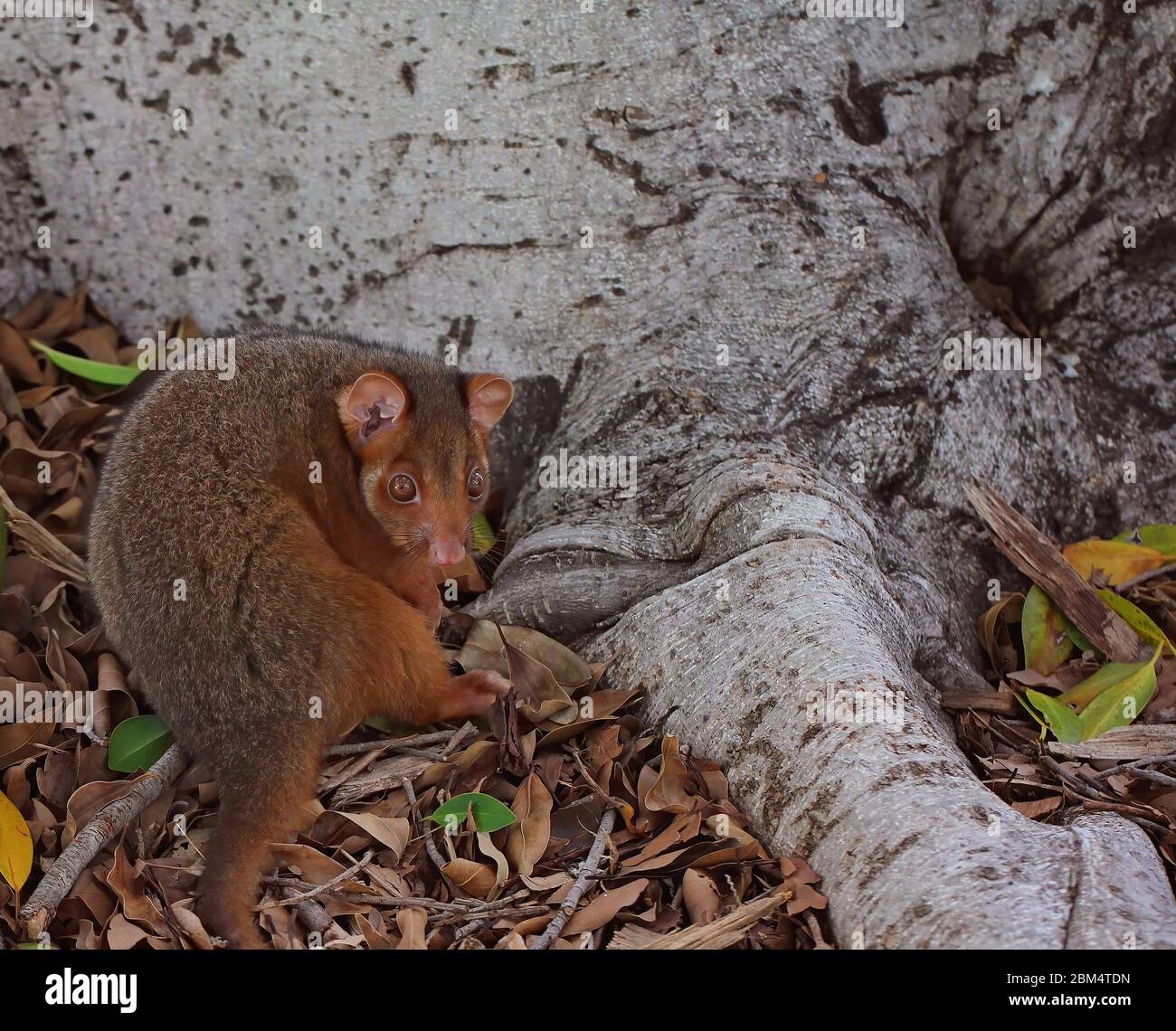 Un possum di coda di spazzola australiano comune che si ripara contro un tronco di albero Foto Stock