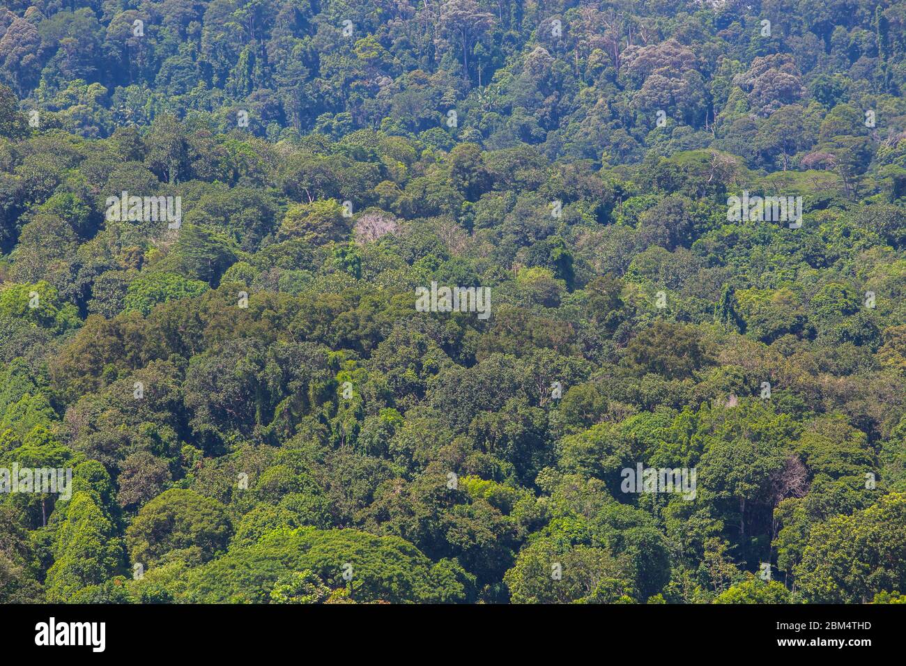 Foresta tropicale spessa sulla Terra Foto Stock