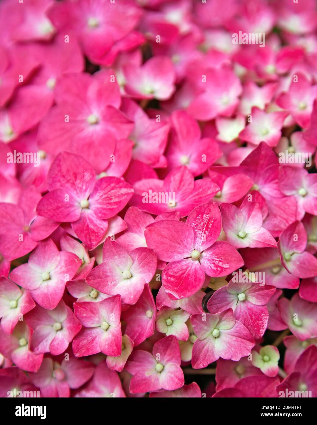 Fiore Hydrangea rosa. Hydrangea - nomi comuni Hydrangea e Hortensia. I fiori di hydrangea sono prodotti dall'inizio della primavera a tardo autunno. Foto Stock