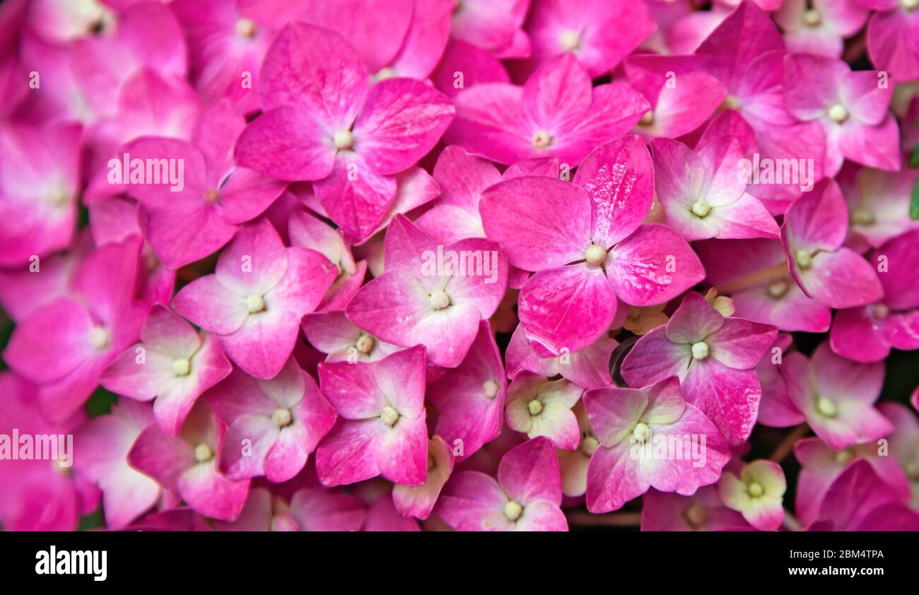 Fiore Hydrangea rosa. Hydrangea - nomi comuni Hydrangea e Hortensia. I fiori di hydrangea sono prodotti dall'inizio della primavera a tardo autunno. Foto Stock