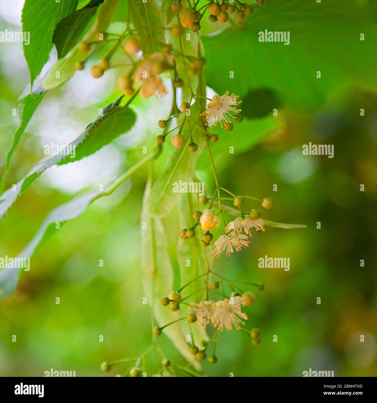 Le specie di tilia sono grandi alberi decidui, che raggiungono tipicamente i 20 - 40 metri di altezza, con foglie oblique-cordate da 6 a 20 centimetri Foto Stock