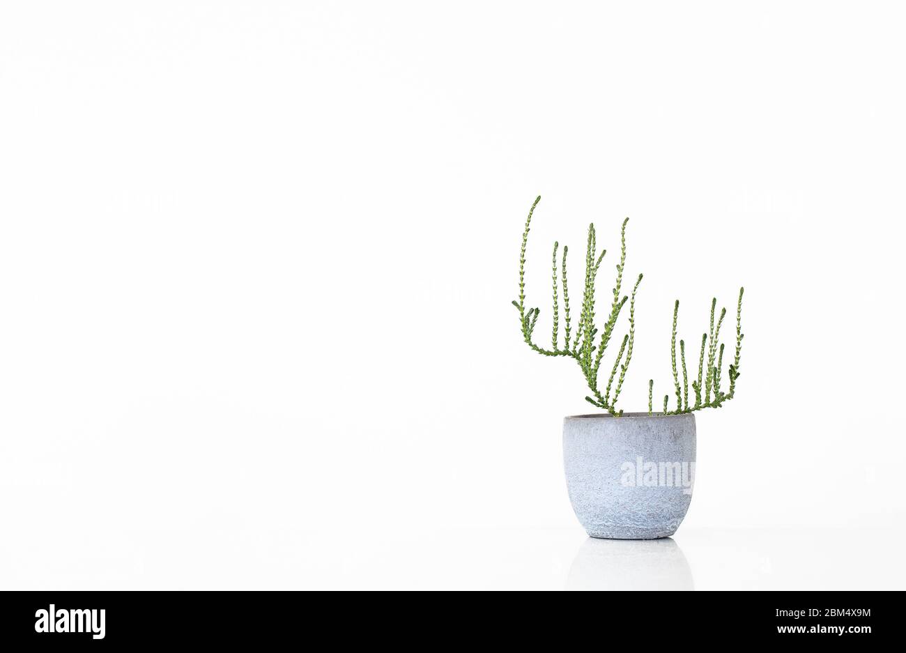 Piccola pianta succulenta in una pentola grigia isolata su sfondo bianco con spazio per le copie Foto Stock