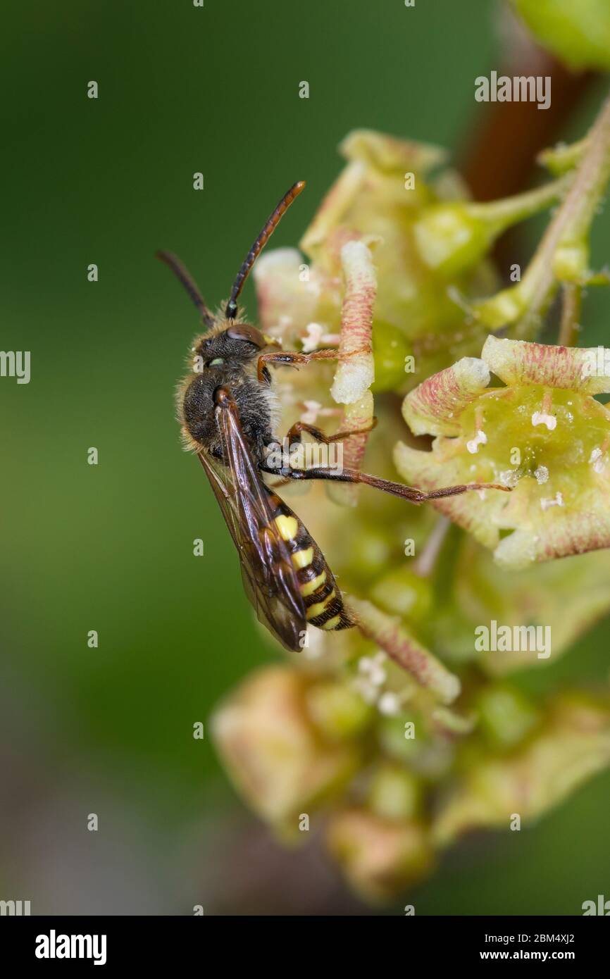 Wespenbiene, Kucksbiene, Wespen-Biene, Kuckucks-Biene, Nomada spec., cucucucucuculo-ape, Wespenbienen, Kucksbienen, cucucuculo-api Foto Stock