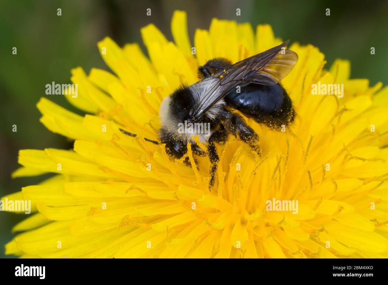 Graue Sandbiene, Düstere Sandbiene, Grauschwarze Düstersandbiene, Düstersandbiene, Düster-Sandbiene, Sandbiene, Weibchen, Andrena cineraria, Ashy mini Foto Stock