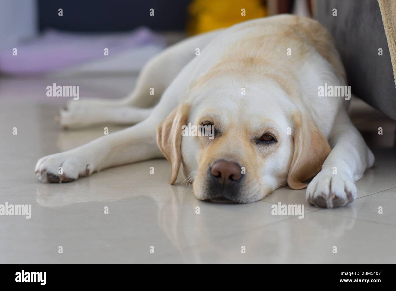 Adorabile Labrador Retriever distendersi e dormire isolati su sfondo bianco Foto Stock