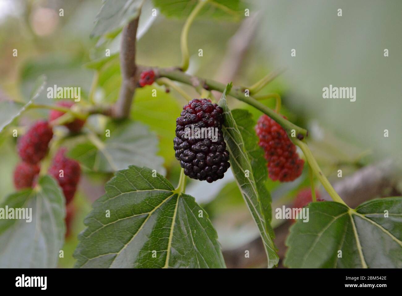 Mulberry nero maturo e rosso unmaty sul ramo di tree. Fresco fornisce fibra e nutrienti altamente benefico. Foto Stock