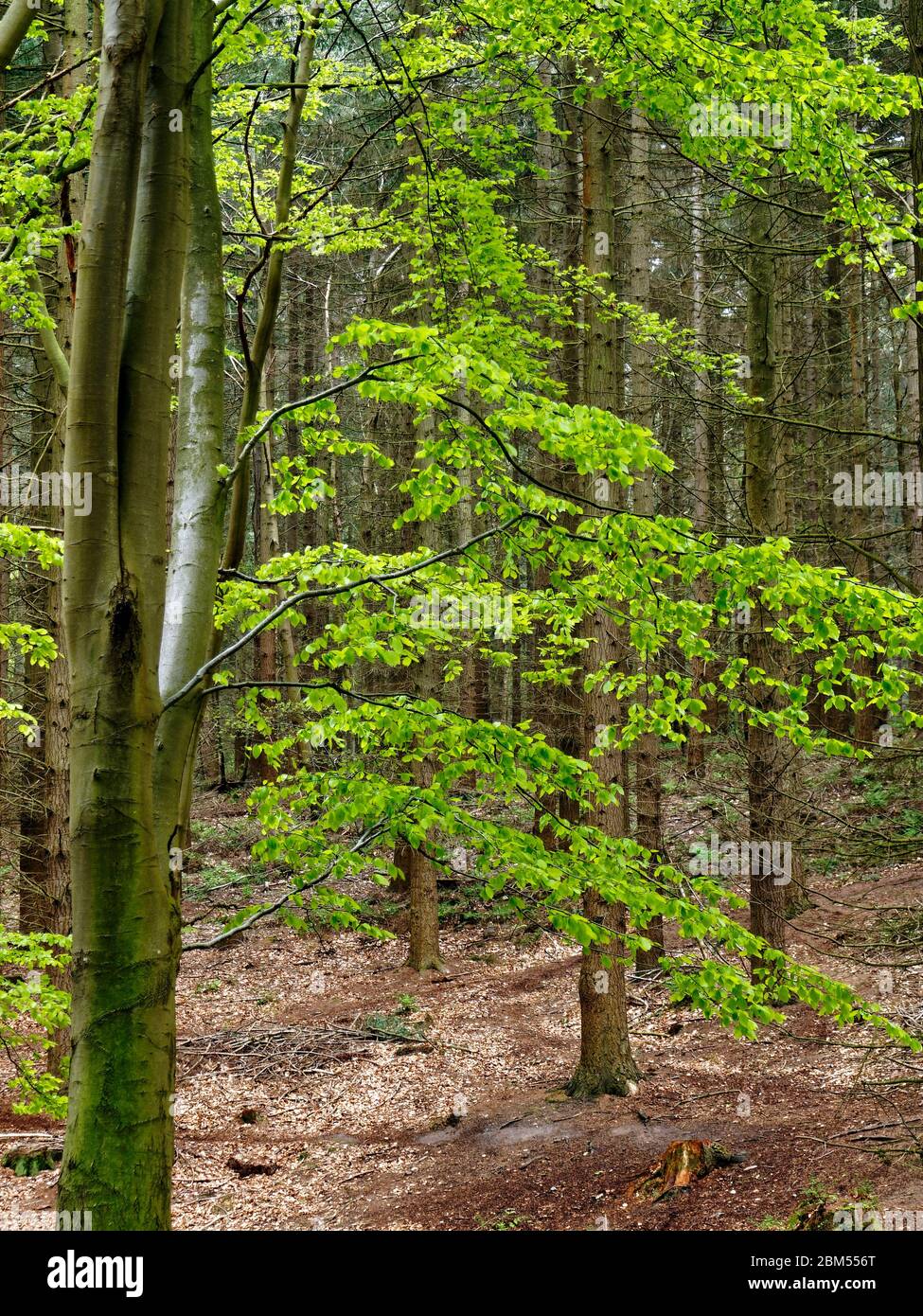 Nuove foglie su faggi a Bacton Woods, un luogo vicino North Walsham nel Norfolk settentrionale. Foto Stock