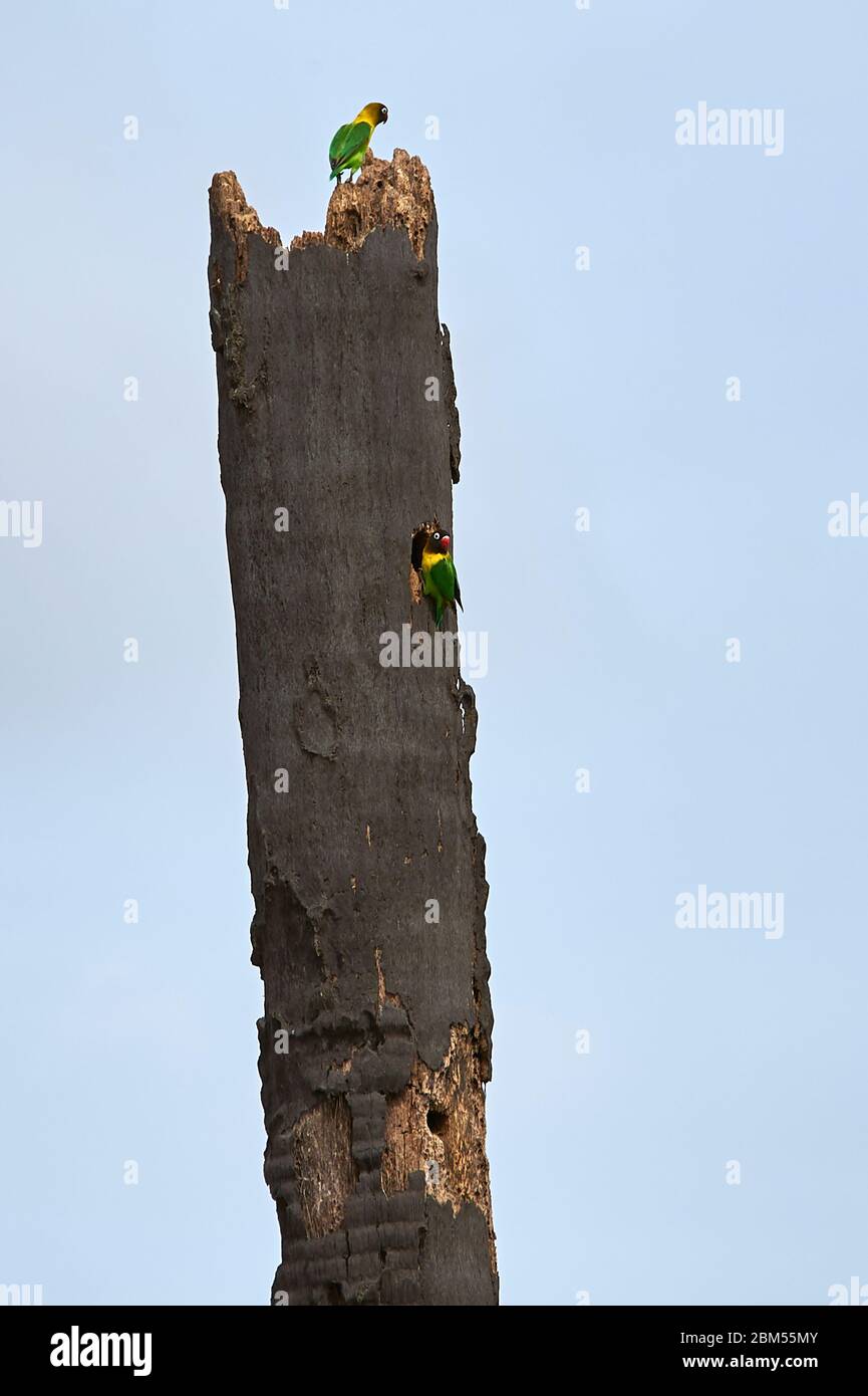 Lovebirds con il colore giallo che si rialleva in un vecchio albero di palma rotto Foto Stock