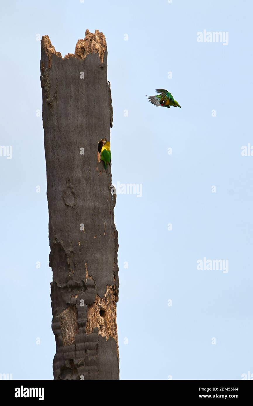 Lovebirds con il colore giallo che si rialleva in un vecchio albero di palma rotto Foto Stock