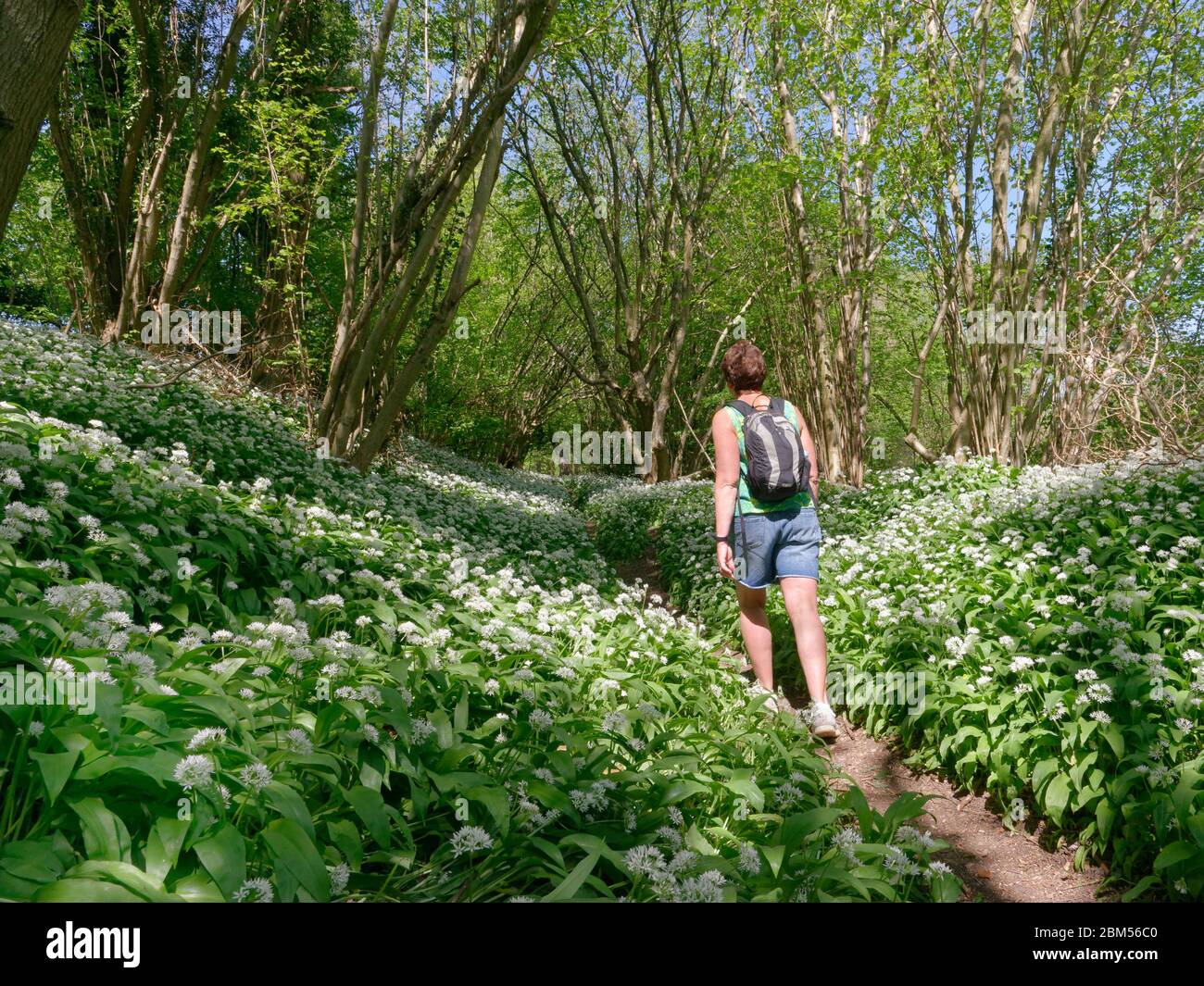 Donna che cammina su un sentiero attraverso boschi ricoperti di aglio selvatico (Allium ursinum) durante il periodo di chiusura del Coronavirus, Wiltshire, UK, aprile. Foto Stock