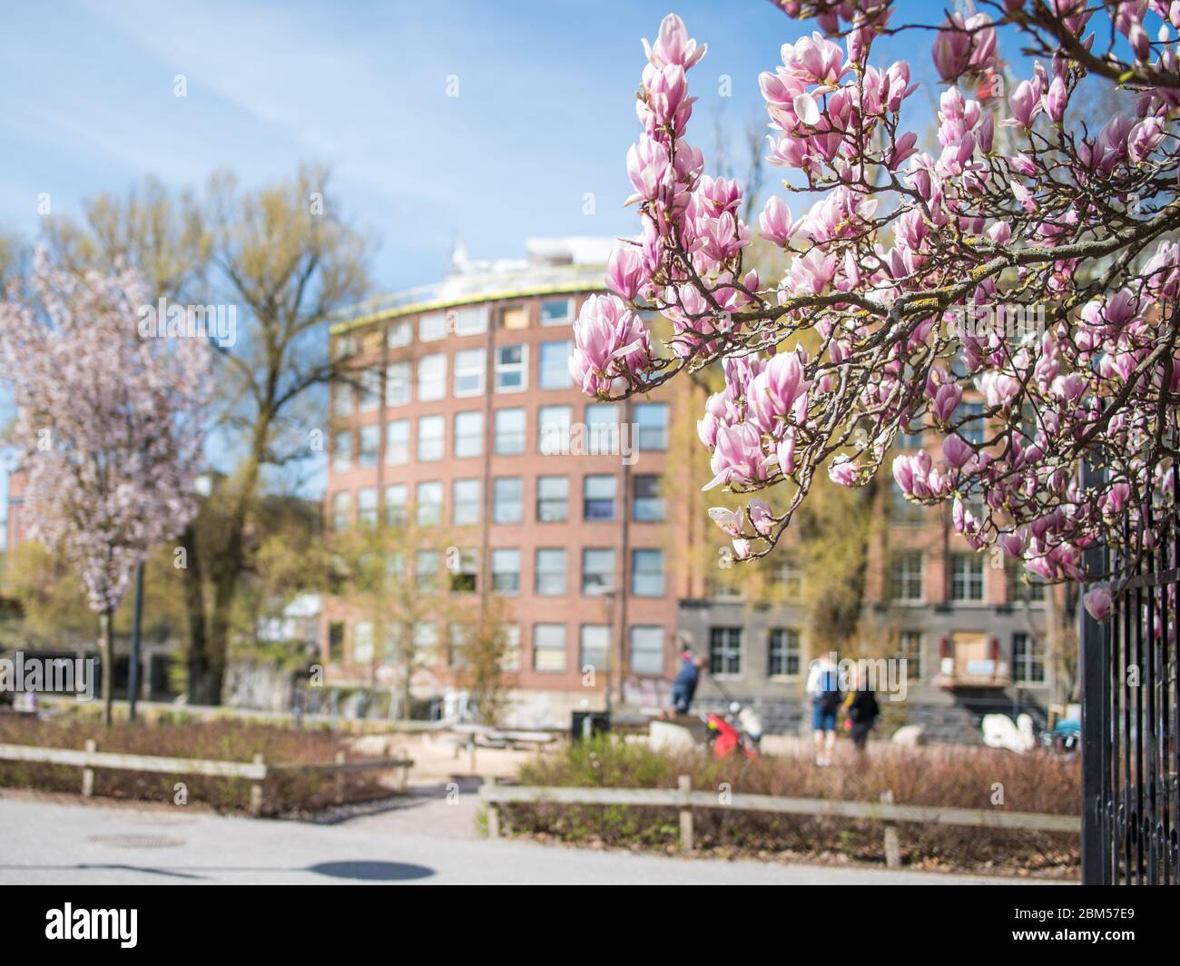 Fioritura Magnolia a Stromparken, dove persone irriconoscibili godono la primavera a Norrkoping, Svezia Foto Stock
