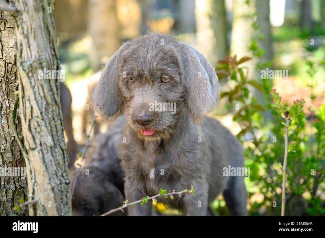 Cucciolo grigio-capelli in giardino. Il cucciolo è della razza: Lancetta slovacco a capelli tosse o lancetta slovacco a capelli lanceati con punta Griffon Foto Stock