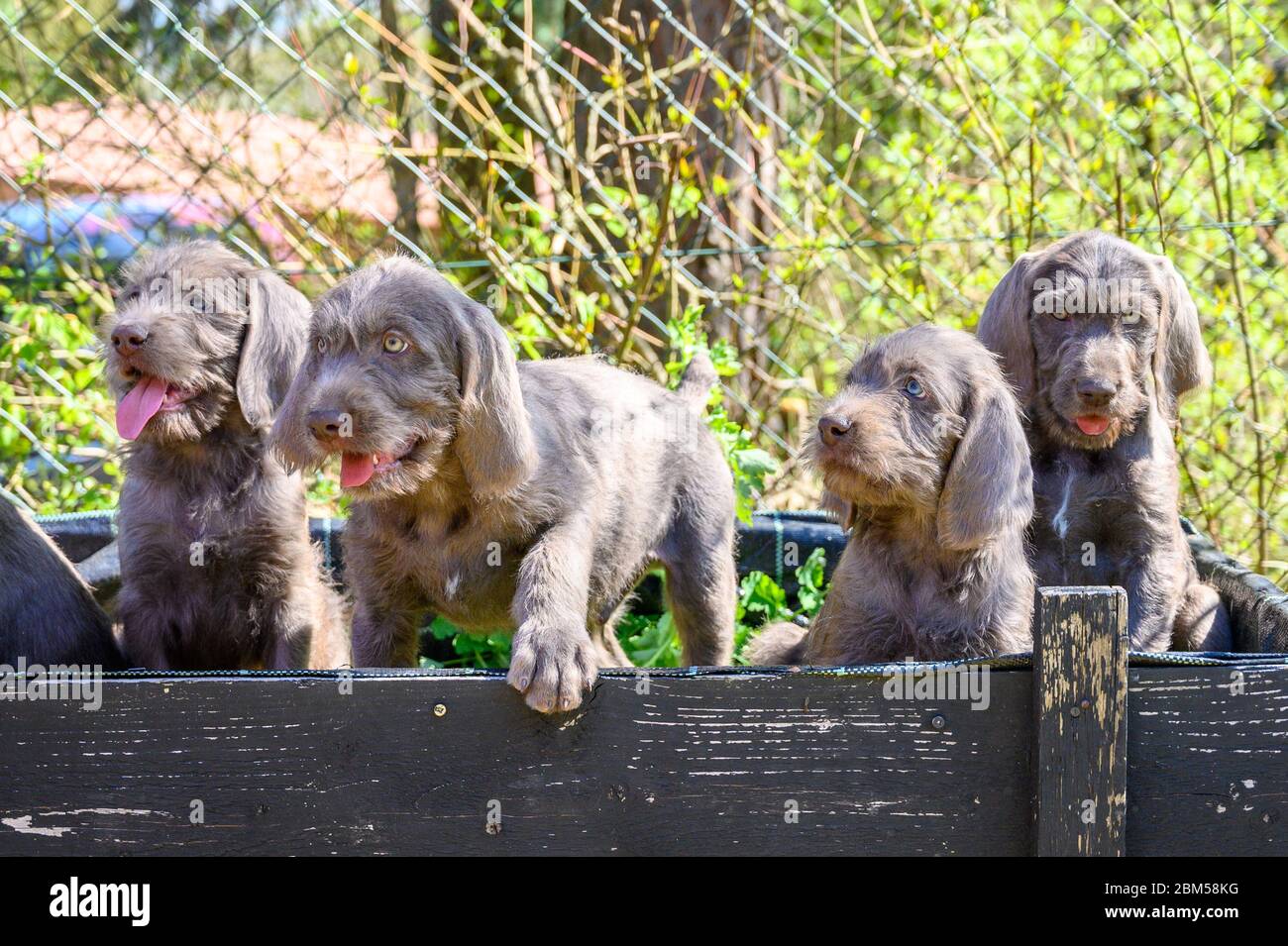 Cuccioli dai capelli grigi con bandiera slovacca. I cuccioli sono della razza: Lancetta slovacco a capelli tosse o lancetta slovacco a capelli londati Griffon Foto Stock