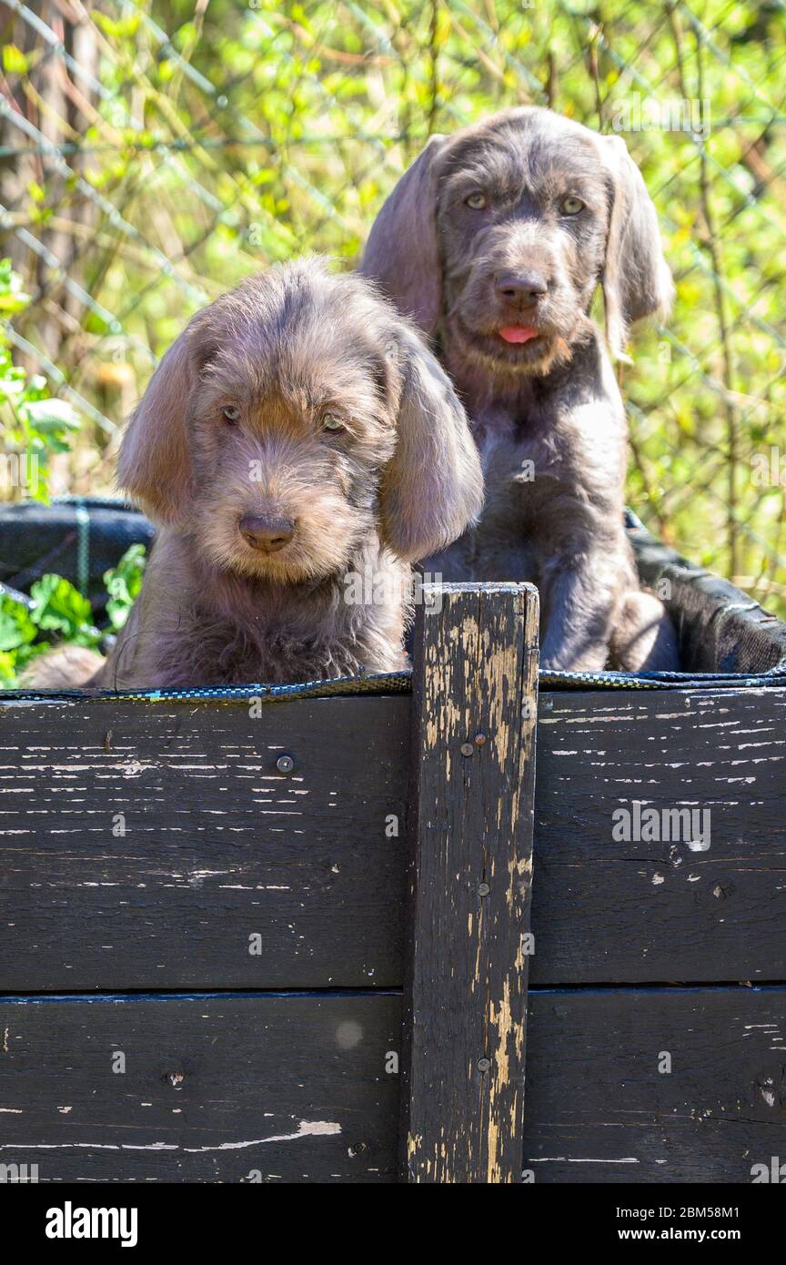 Cuccioli dai capelli grigi con bandiera slovacca. I cuccioli sono della razza: Lancetta slovacco a capelli tosse o lancetta slovacco a capelli londati Griffon Foto Stock