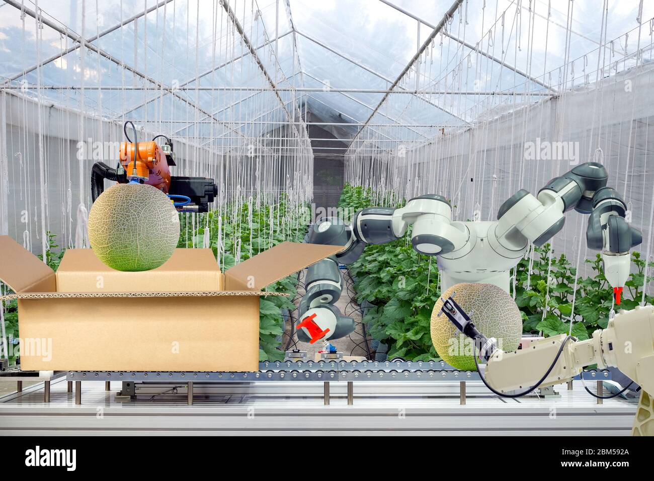 Robot industriale che sono stati applicati per l'agricoltura per il lavoro di imballaggio del melone messo su cartone scatola tramite nastro trasportatore, industria 4.0 e smart farm 4.0 Foto Stock