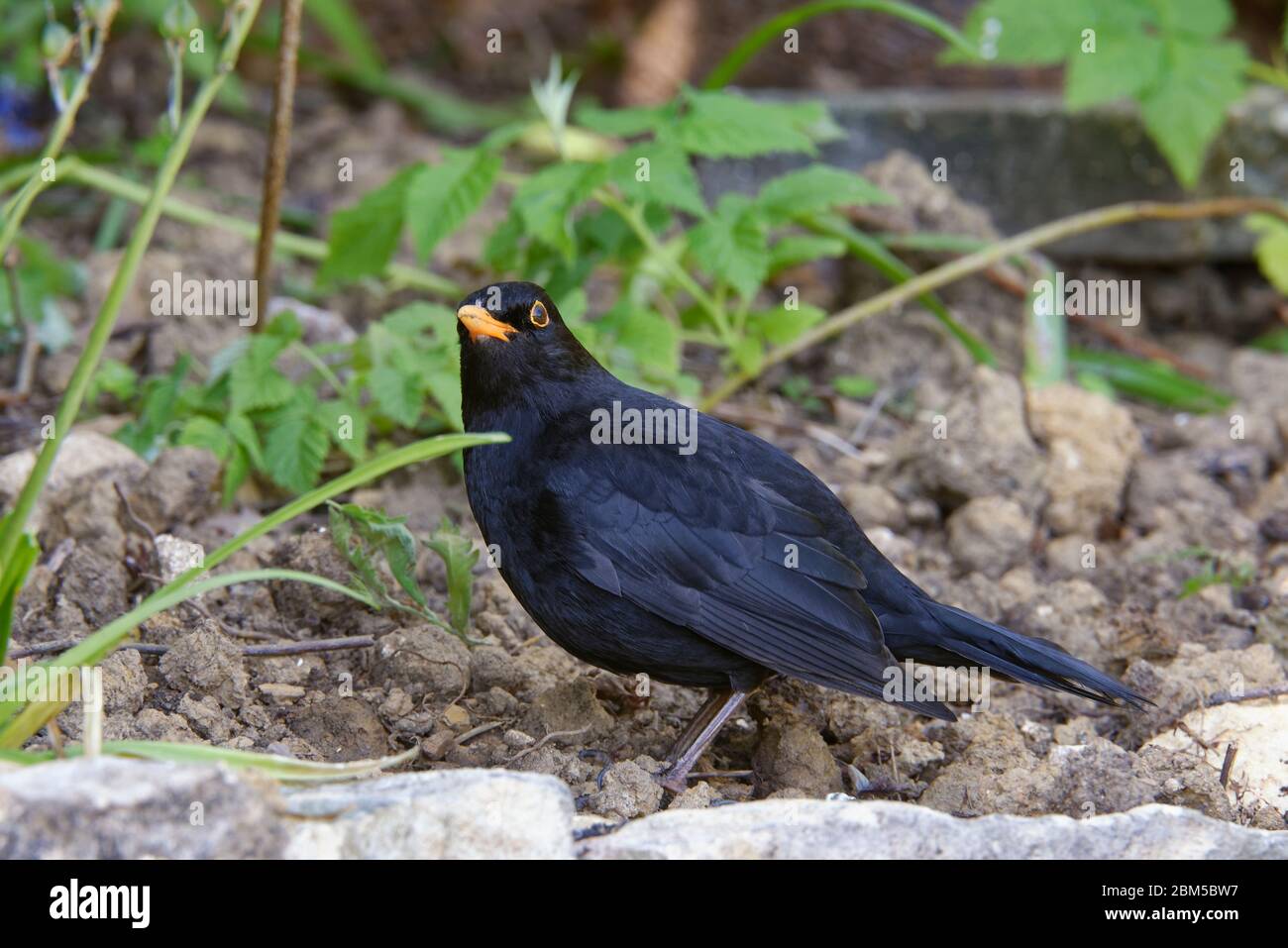 Blackbird - Turdus merula Maschile foraging in giardino Foto Stock