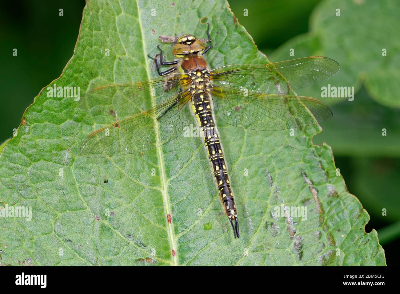 Hairy Dragonfly - Brachytron pratense femmina con resti di preda farfalla Foto Stock