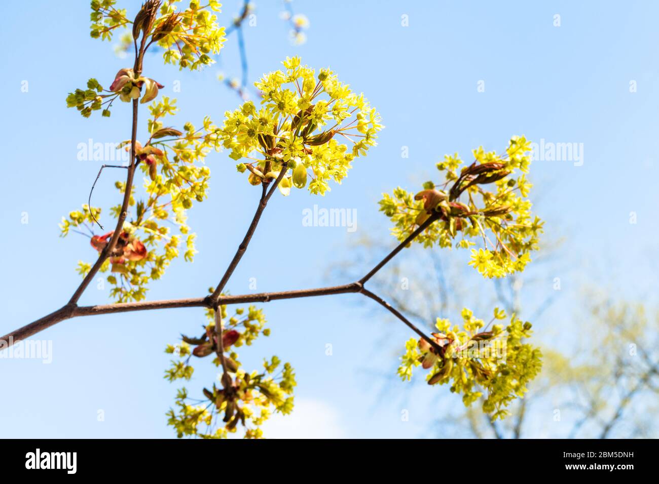 primavera in città - mazzi di fiori di acero cenere-leaved primo piano con cielo blu su sfondo il giorno di sole (fuoco su mazzo di fiori su foregroun Foto Stock