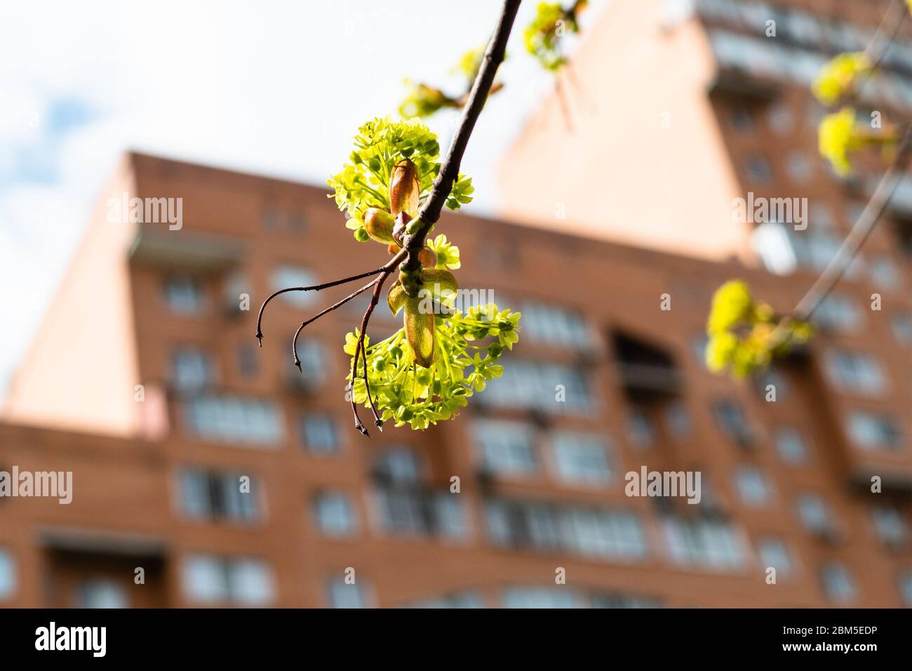 primavera in città - vista dal basso di fiori di acero di primo piano e alto-casa appartamento sullo sfondo (fuoco sui fiori sul ramoscello su foregroun Foto Stock