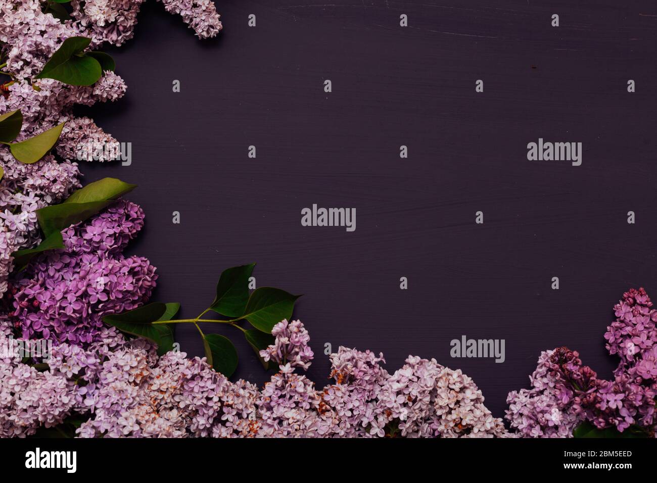 primavera fioritura fiori lilla su uno sfondo scuro Foto Stock