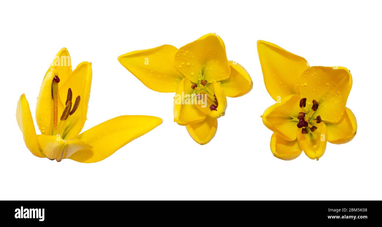 Un giglio giallo fiorente con germoglio e foglia isolato su bianco. Immagini a stock per la progettazione. I fiori sono disposti in diverse angolazioni. Tre gemme a metà apertura Foto Stock