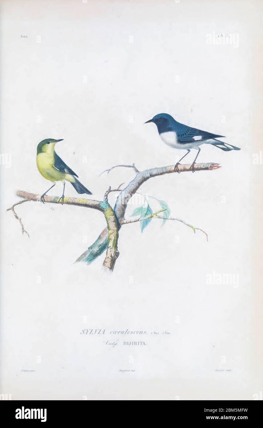 Uccelli di Cubo 1838 il culo nero-throated del maschio e femmina (caerulescens di Setophaga [qui come caerulescens di Sylvia)) è un piccolo uccello della famiglia dei culi del nuovo mondo. Le sue gamme di allevamento si trovano all'interno di foreste di conifere decidue e miste nell'America del Nord orientale. Durante i mesi più freddi, migra verso le isole nei Caraibi e nell'America centrale. Dal libro Histoire physique, politique et naturelle de l'ile de Cuba [storia fisica, politica e naturale dell'isola di Cuba] di Sagra, Ramón de la, 1798-1871; Orbigny, Alcide Dessalines d', 1802-1857 Publicati Foto Stock