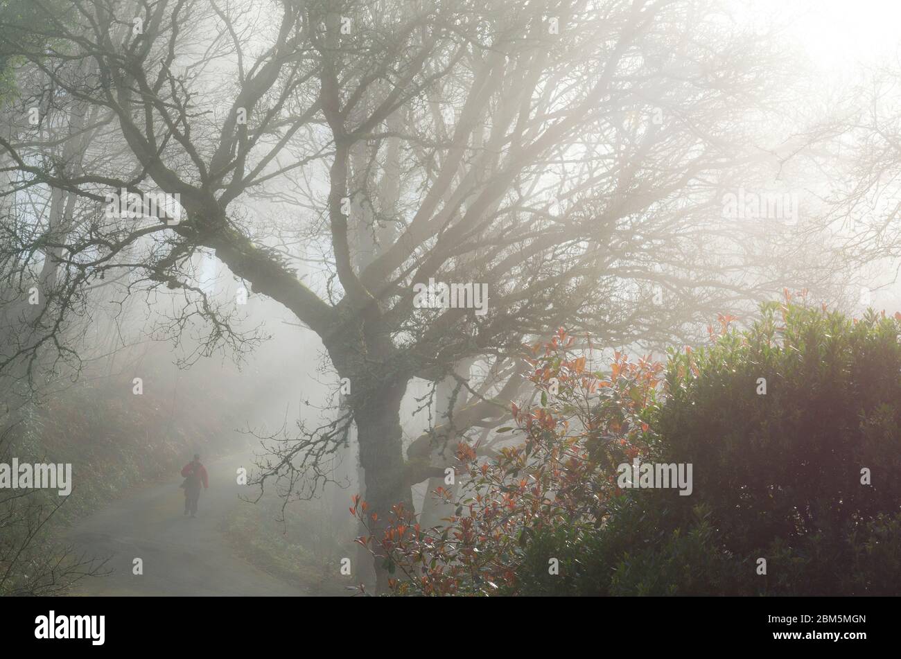 Woodland in nebbia mattutina, Culzean Castle, Ayshire, NTS Foto Stock