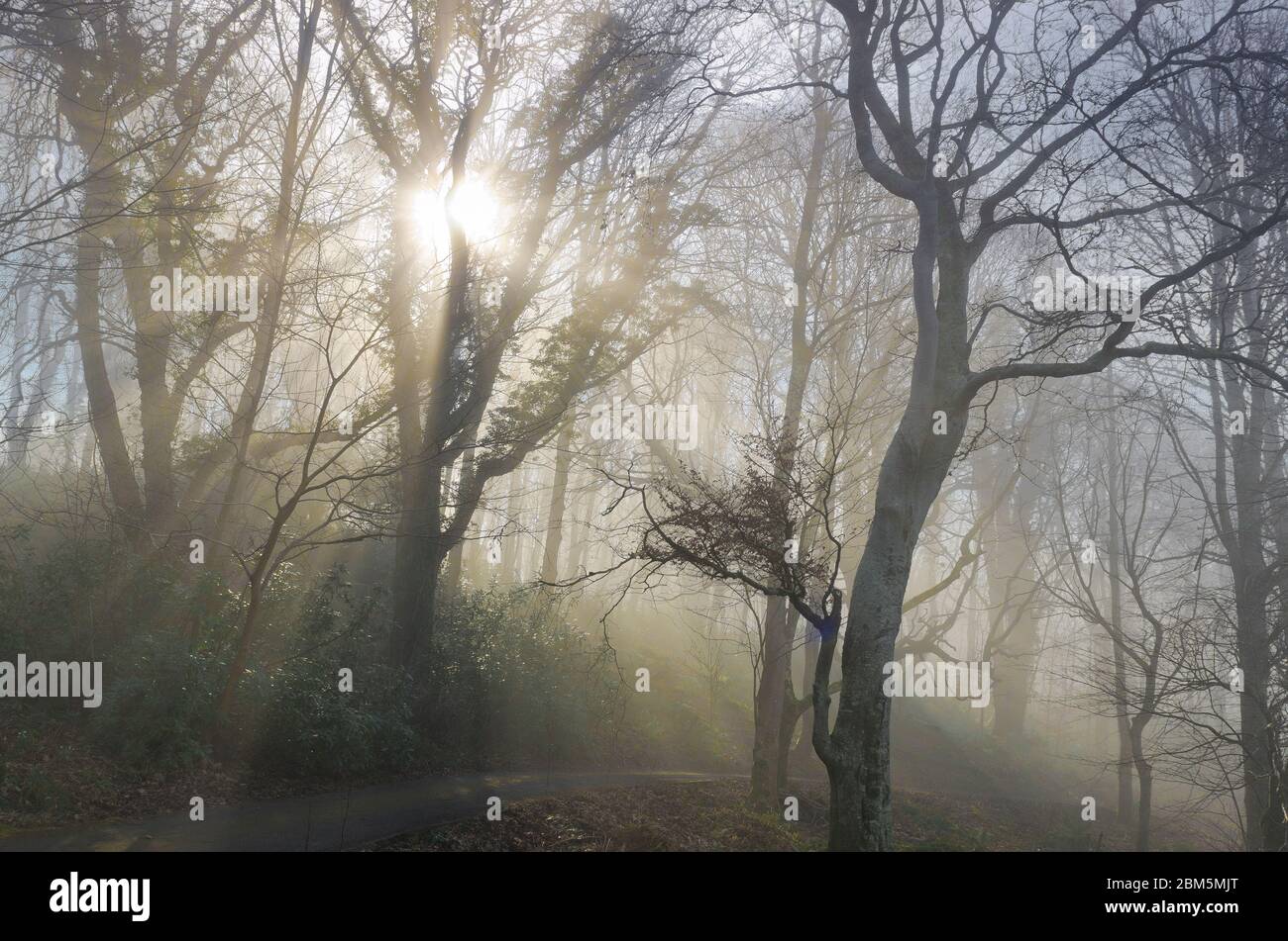 Woodland in nebbia mattutina, Culzean Castle, Ayshire, NTS Foto Stock