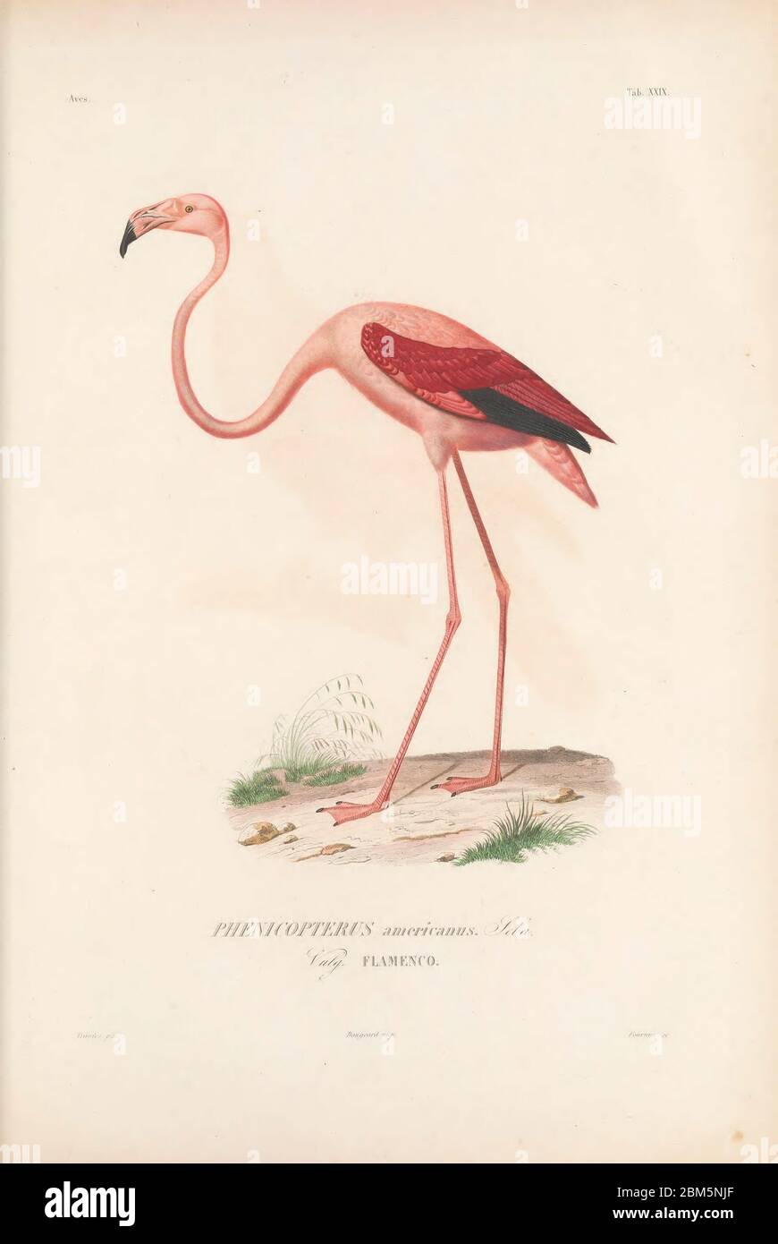 Uccelli di Cubo 1838 fenicotteri americani (Fenicotterus ruber [qui come Fenicotterus americanus]). Il fenicottero americano (o caraibico) è un grande uccello guado che abita laghi e acque costiere in parti del Sud e Centro America. Si nutre immergendo il suo grande becco nell'acqua e filtrando gamberi, piante e insetti. Il colore rosa è dovuto ai pigmenti nei gamberi che compongono gran parte della sua dieta. Dal libro Histoire physique, politique et naturelle de l'ile de Cuba [storia fisica, politica e naturale dell'isola di Cuba] di Sagra, Ramón de la, 1798-1871; OR Foto Stock