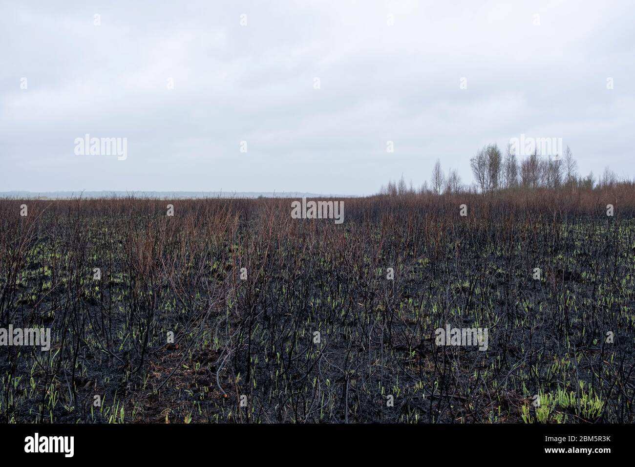 Parco Nazionale di Biebrza, Polonia 6 maggio 2020. Distruzione dopo l'incendio del Parco Nazionale di Biebrza in Polonia. Credit: Slawomir Kowalewski/Alamy Live News Foto Stock