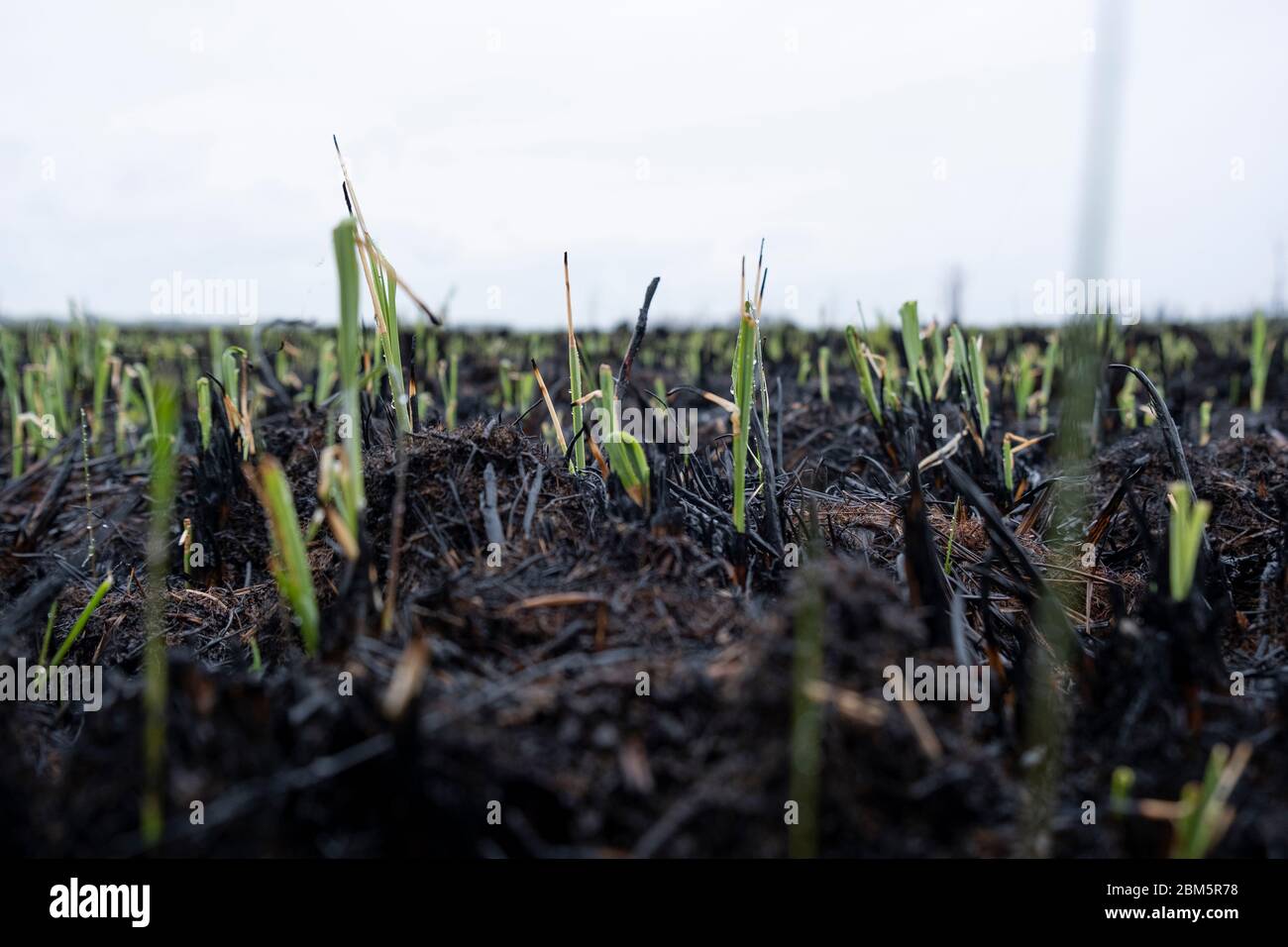 Parco Nazionale di Biebrza, Polonia 6 maggio 2020. Distruzione dopo l'incendio del Parco Nazionale di Biebrza in Polonia. Credit: Slawomir Kowalewski/Alamy Live News Foto Stock