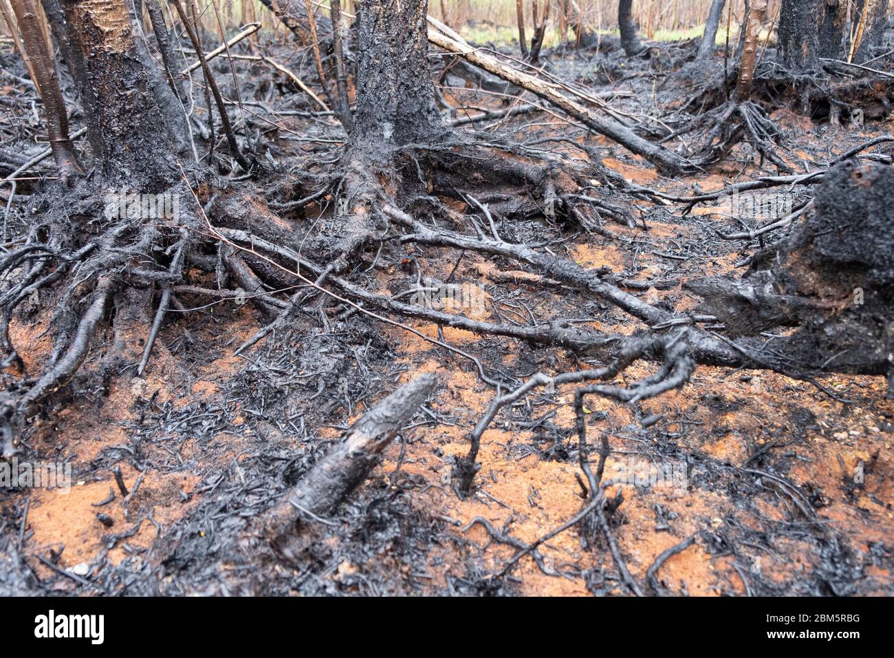 Parco Nazionale di Biebrza, Polonia 6 maggio 2020. Distruzione dopo l'incendio del Parco Nazionale di Biebrza in Polonia. Credit: Slawomir Kowalewski/Alamy Live News Foto Stock