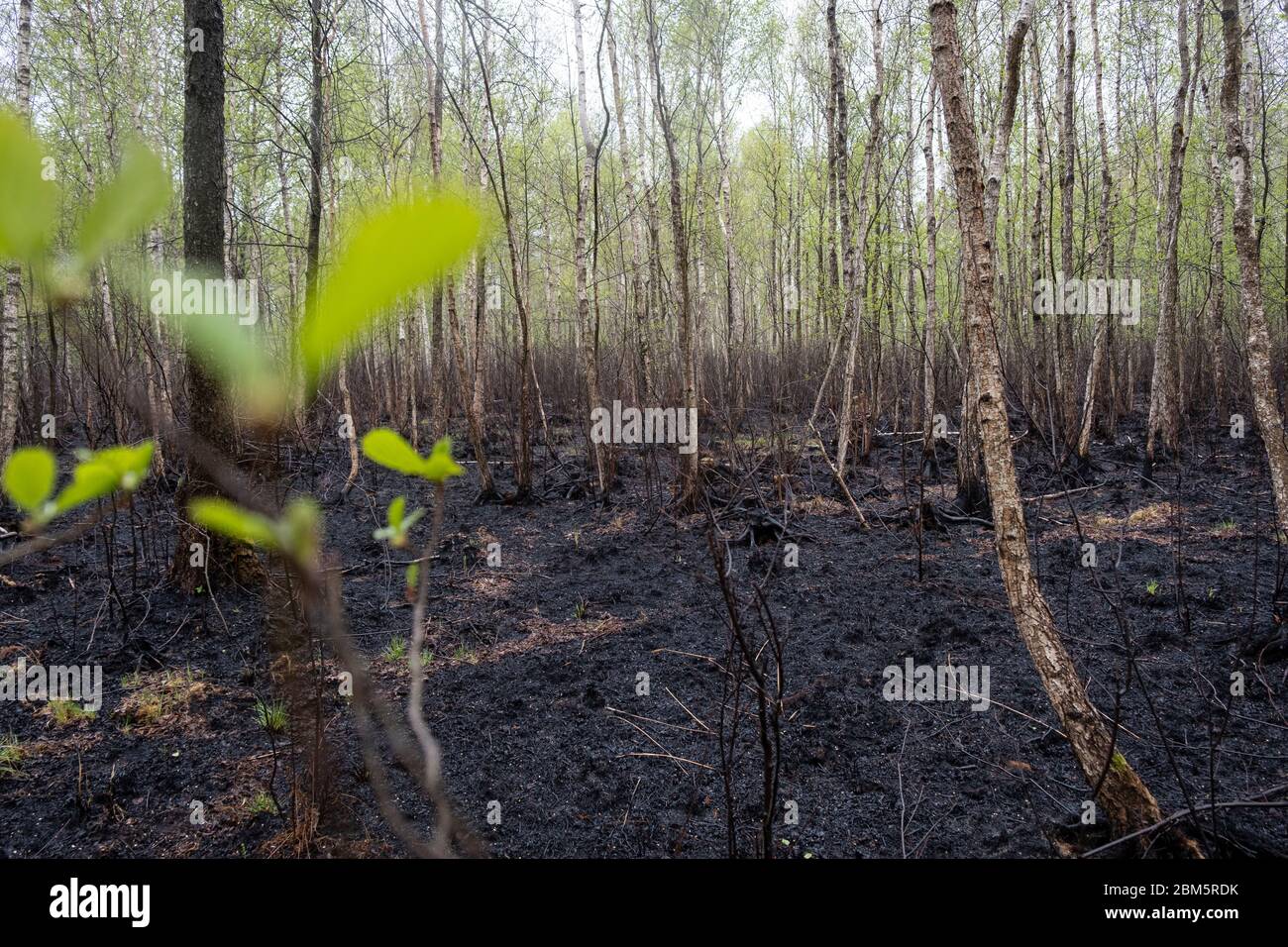 Parco Nazionale di Biebrza, Polonia 6 maggio 2020. Distruzione dopo l'incendio del Parco Nazionale di Biebrza in Polonia. Credit: Slawomir Kowalewski/Alamy Live News Foto Stock