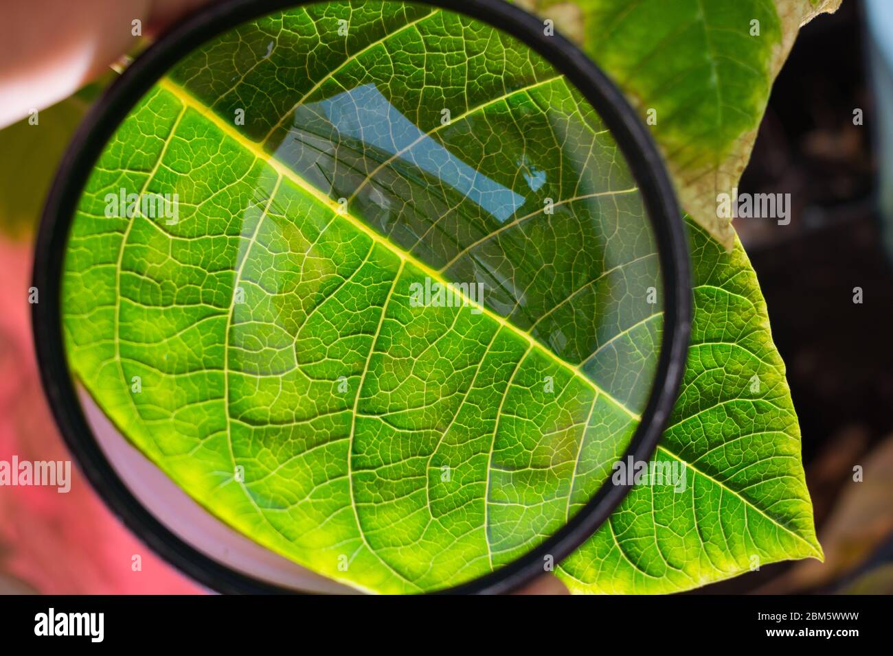 Cura per piante interne. Esaminare una foglia di pianta sotto una lente di ingrandimento per individuare parassiti o danni Foto Stock