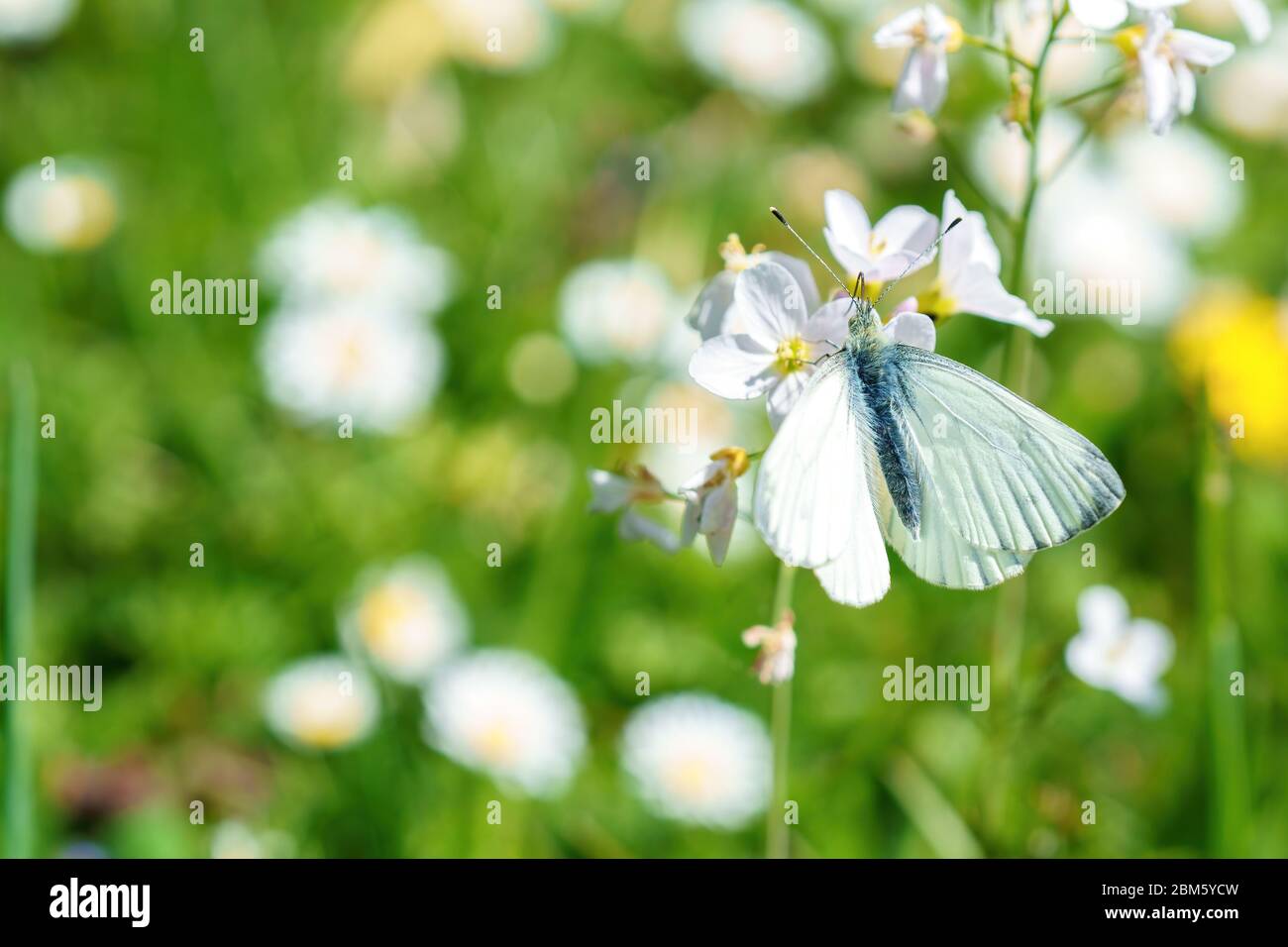 Una farfalla bianca si siede su un fiore su un prato di fiori in estate Foto Stock