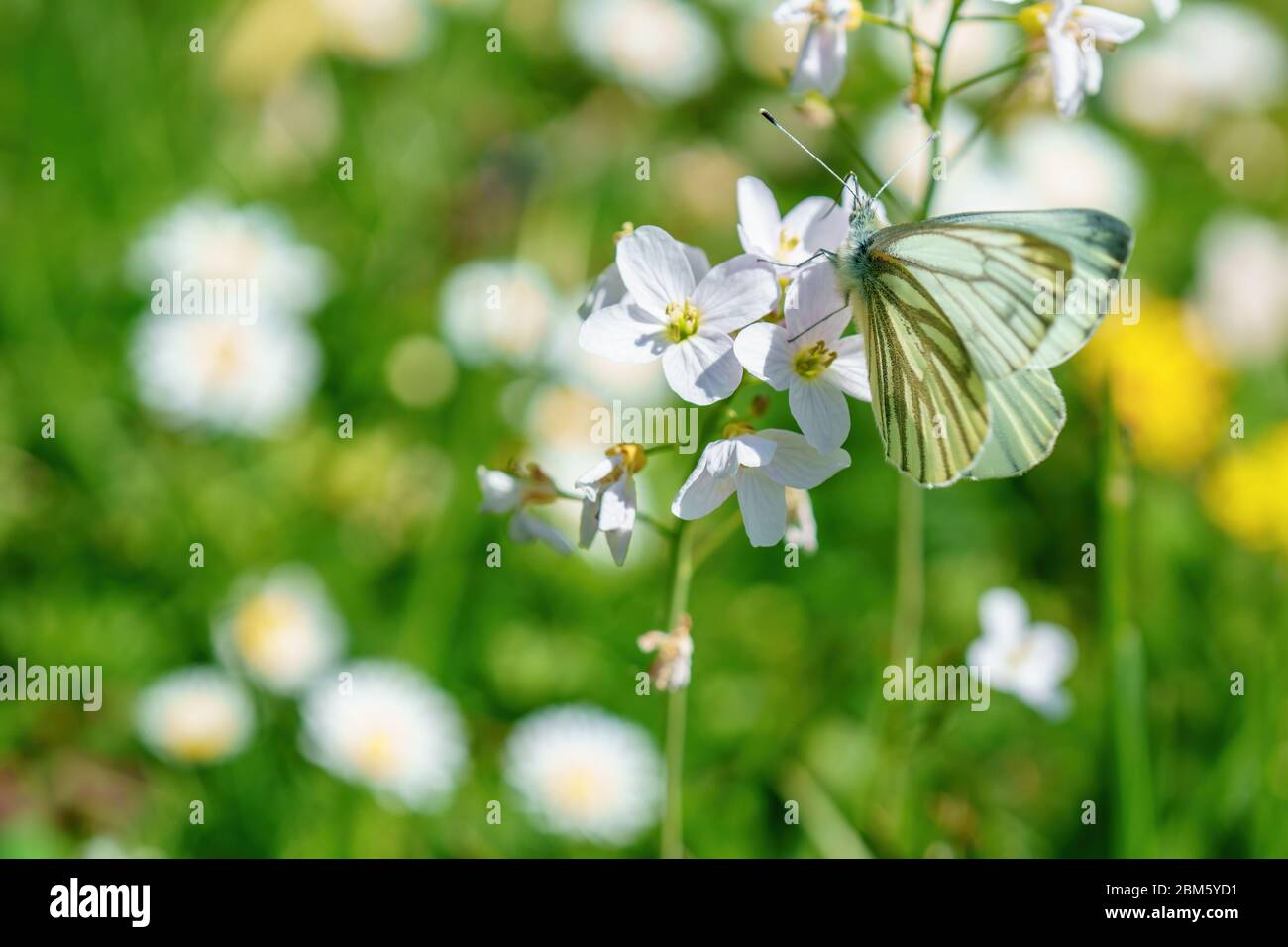 Una farfalla bianca si siede su un fiore su un prato di fiori in estate Foto Stock
