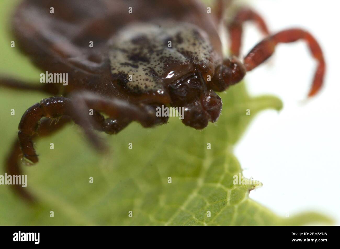 Super macro primo piano di Dermacentor reticulatus parassita, noto anche come il rancore di vacca ornato, rancetto di cane ornato, rancetto di prato e rancetto di palude. È il FON Foto Stock