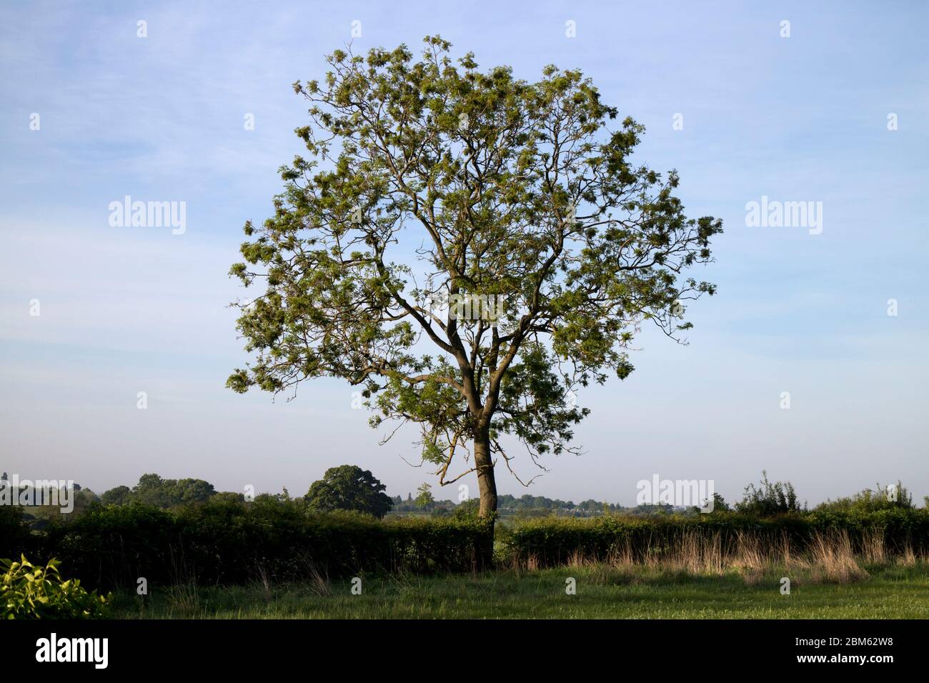Un unico albero di frassino nella campagna del Warwickshire in primavera, Regno Unito Foto Stock
