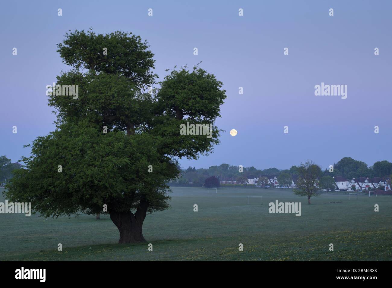 Full Flower Moon, situato sul parco locale a South London, Inghilterra a Mates Foto Stock