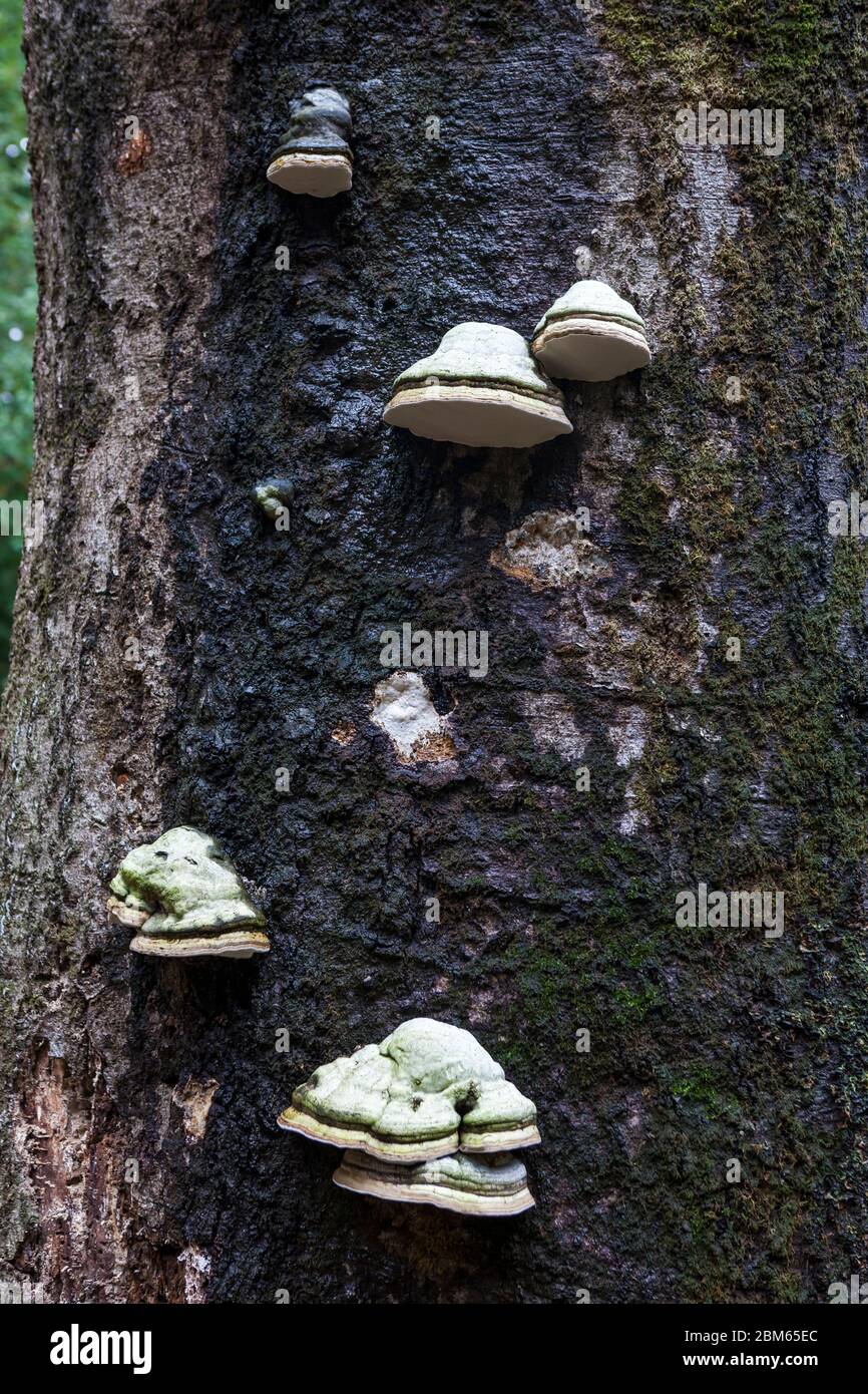 Fungo a mensola di colore chiaro (Fomes fomentarius) che cresce da corteccia di albero danneggiata: Parco nazionale de Hoge Veluwe, Paesi Bassi Foto Stock