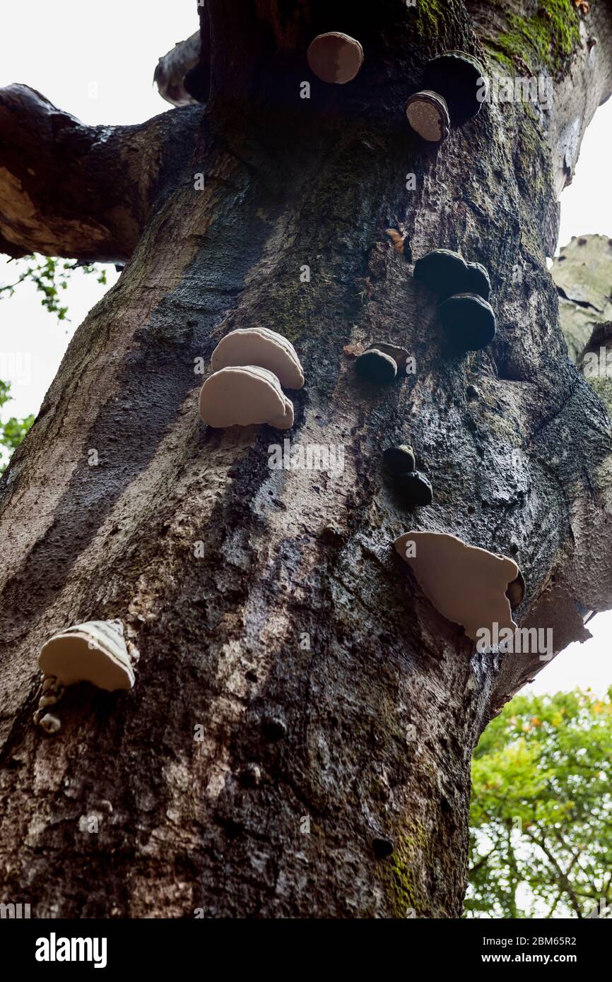 Fungo a mensola di colore chiaro (Fomes fomentarius) che cresce da corteccia di albero danneggiata: Parco nazionale de Hoge Veluwe, Paesi Bassi Foto Stock