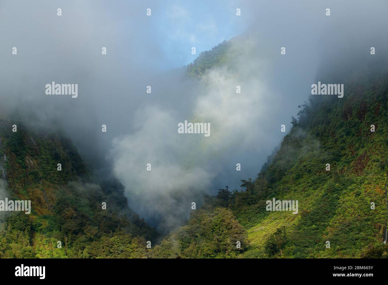 Fitta foresta nei suoni dubbi, Fiordlands National Park, Nuova Zelanda Foto Stock