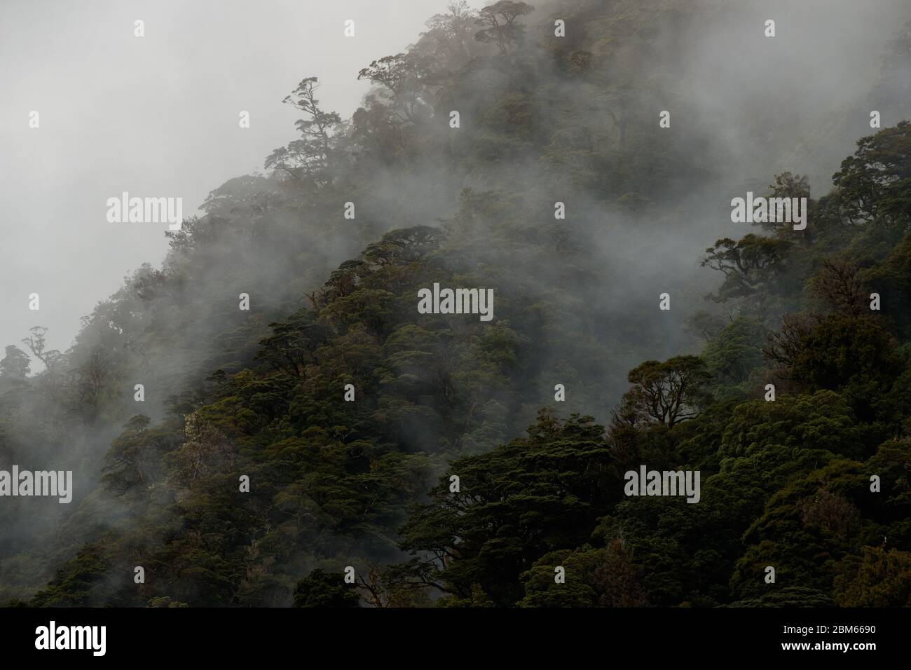 Fitta foresta nei suoni dubbi, Fiordlands National Park, Nuova Zelanda Foto Stock