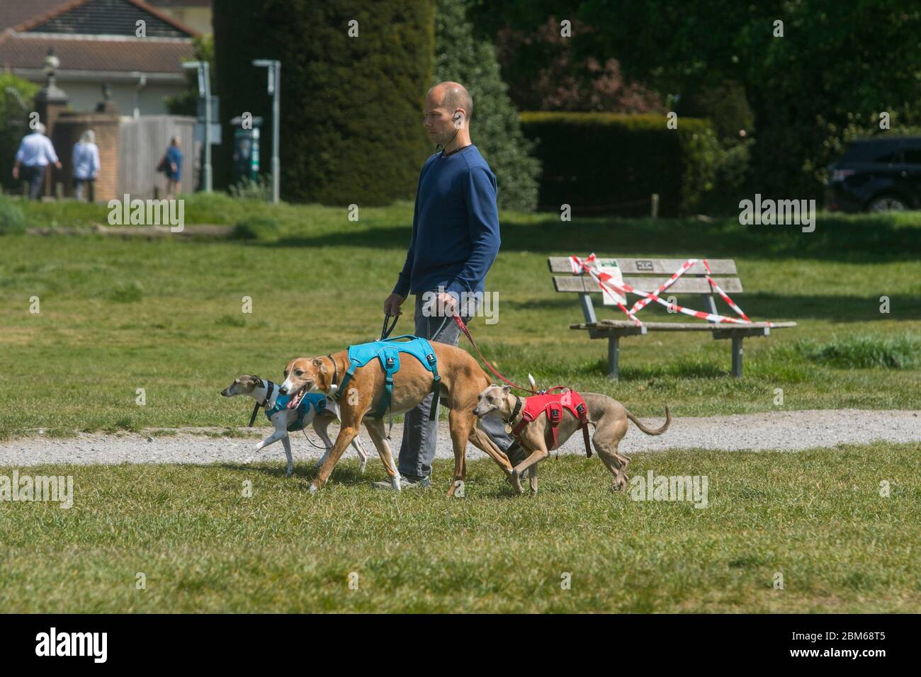 WIMBLEDON LONDRA, 7 maggio 2020. REGNO UNITO. Un uomo che cammina con i suoi cani da compagnia su Wimbledon comune in un pomeriggio di primavera soleggiato il primo Ministro Johnson incontra i suoi ministri del gabinetto oggi per discutere di rilassare le regole di blocco del coronavirus. Credit: amer Ghazzal/Alamy Live News Foto Stock